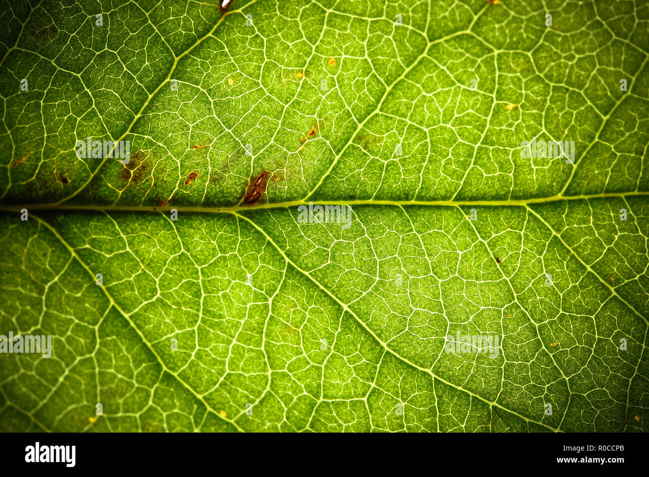 Natural green leaf fresh detailed rugged surface structure extreme macro  closeup photo with midrib and visible leaf veins and grooves as a nature  text Stock Photo - Alamy