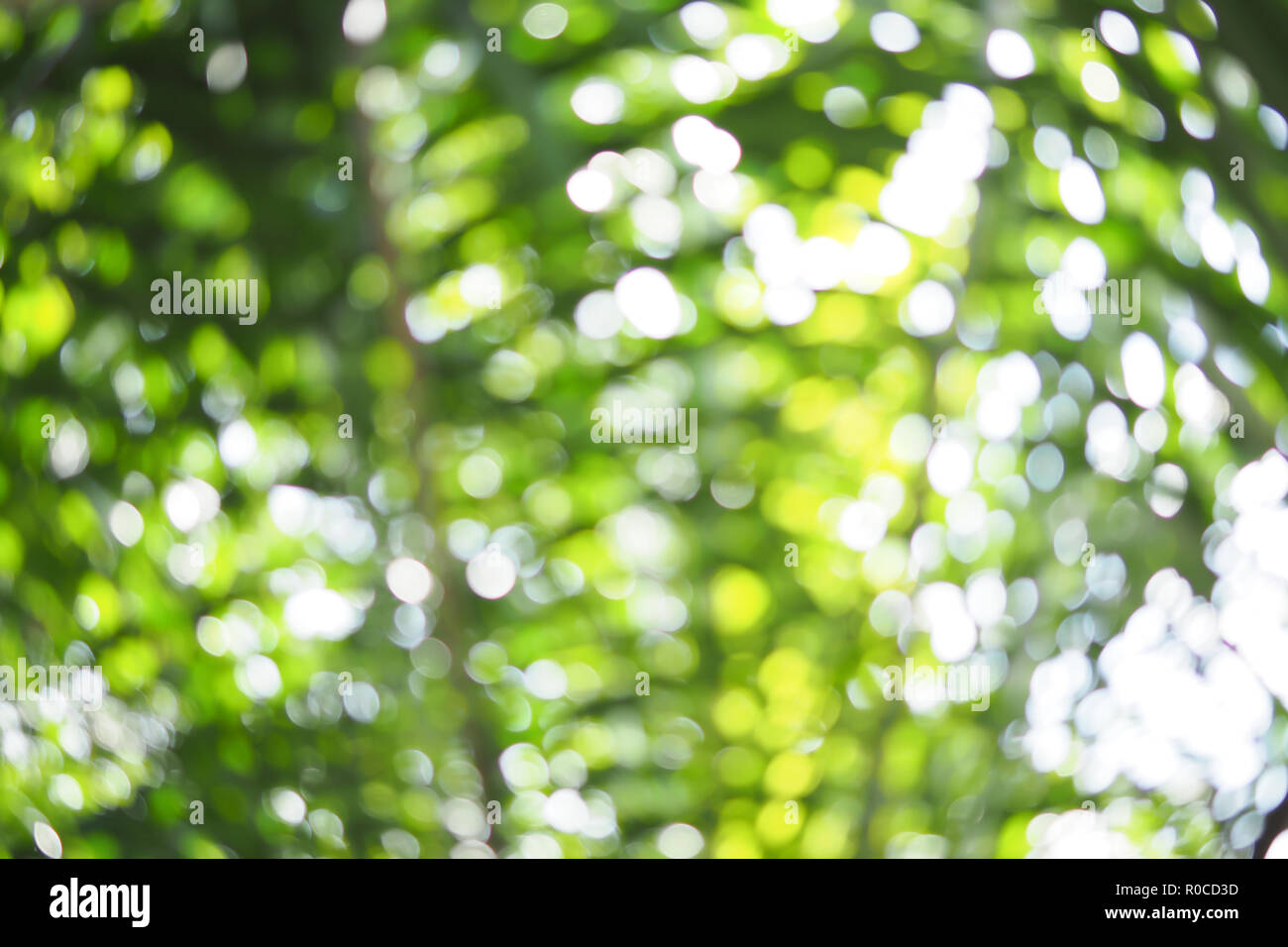 Green Bokeh Of Tree Leaves Nature Out Of Focus Background Stock Photo Alamy Green Bokeh Of Tree Leaves Nature Out Of Focus Background Stock Photo Alamy