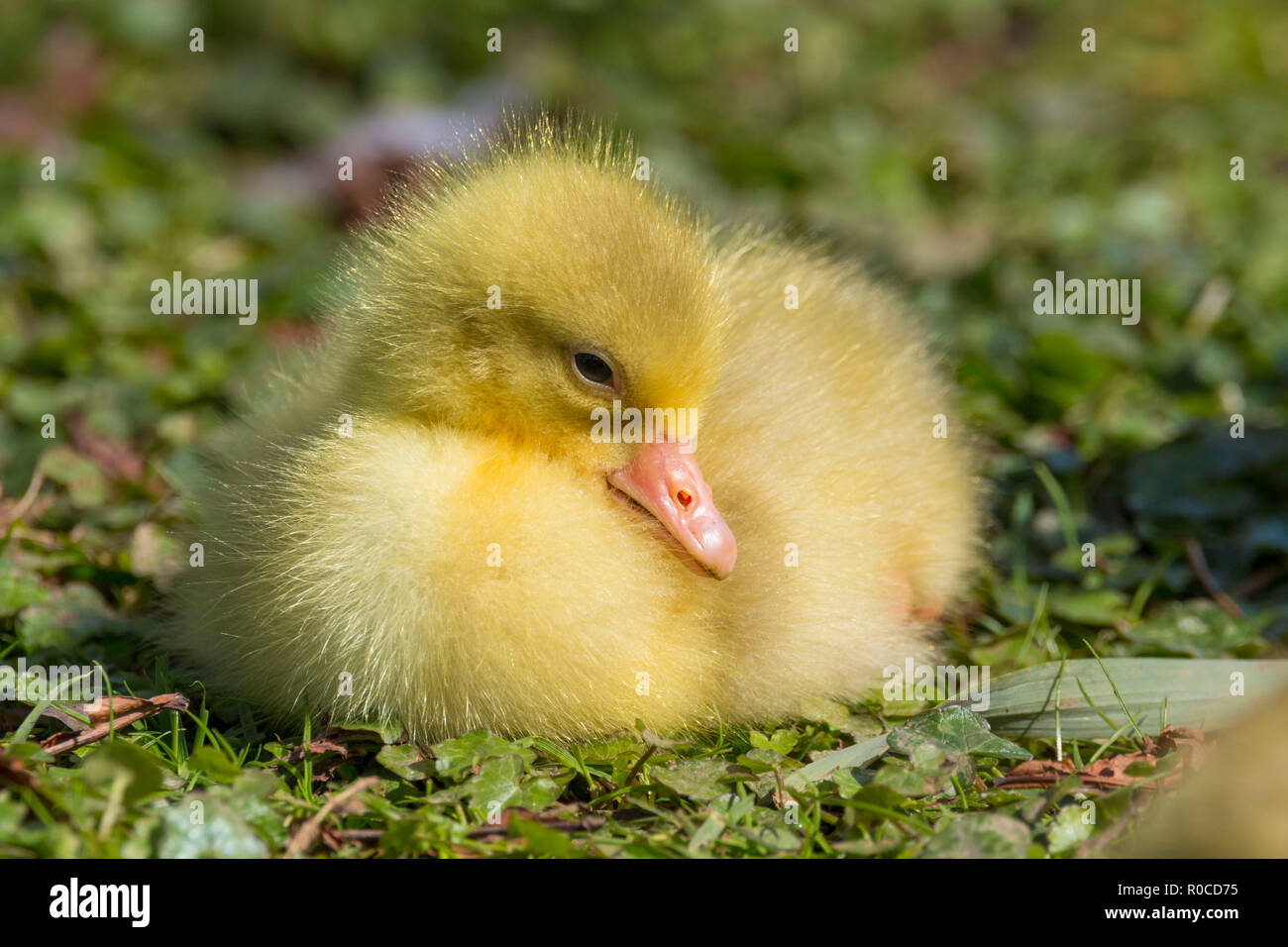 A beautiful young baby gosling resting on the grass at the side of ...