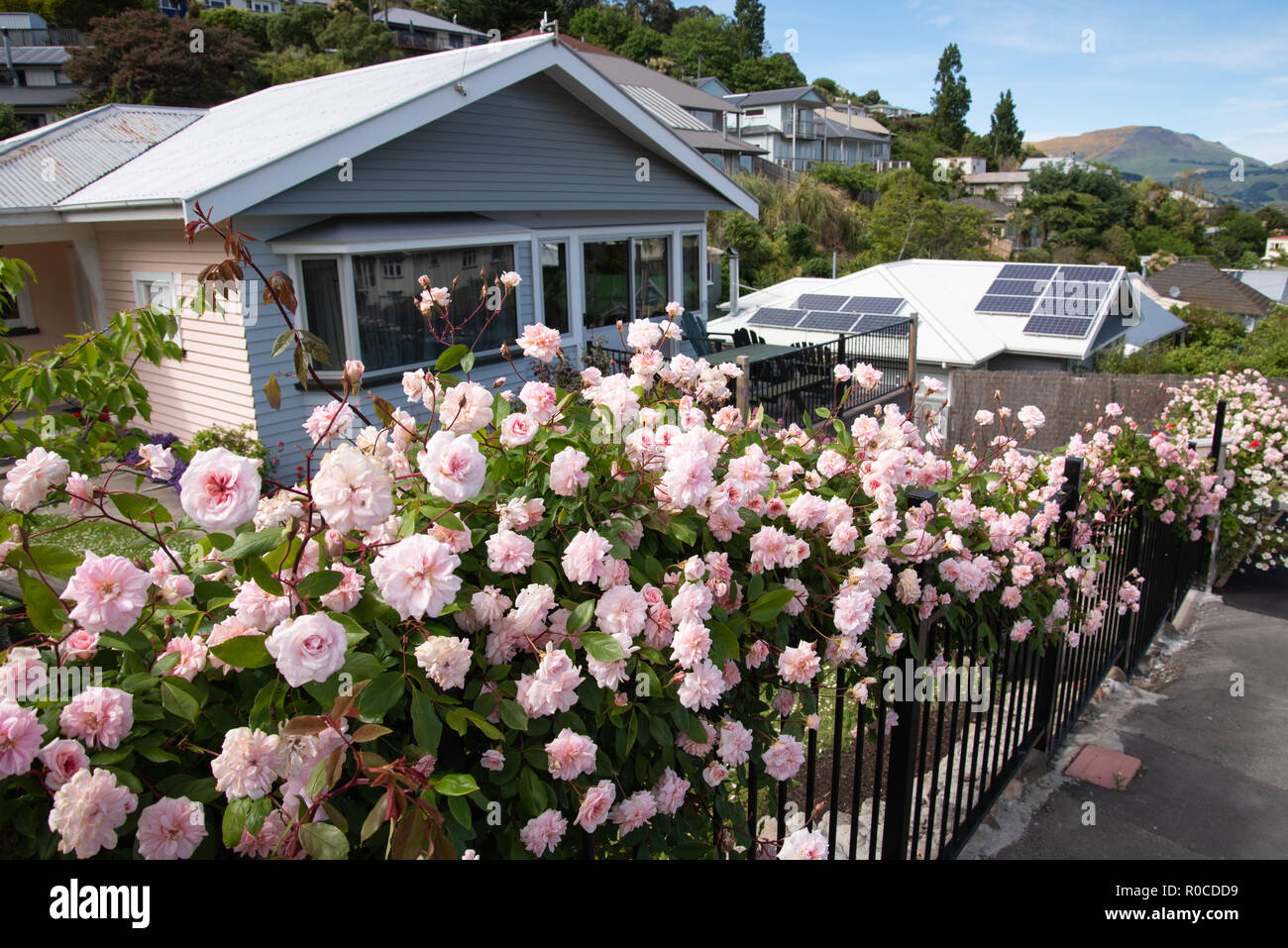 Climbing rose 'Cecil Bruner' in full bloom in Lyttelton, New Zealand. Stock Photo