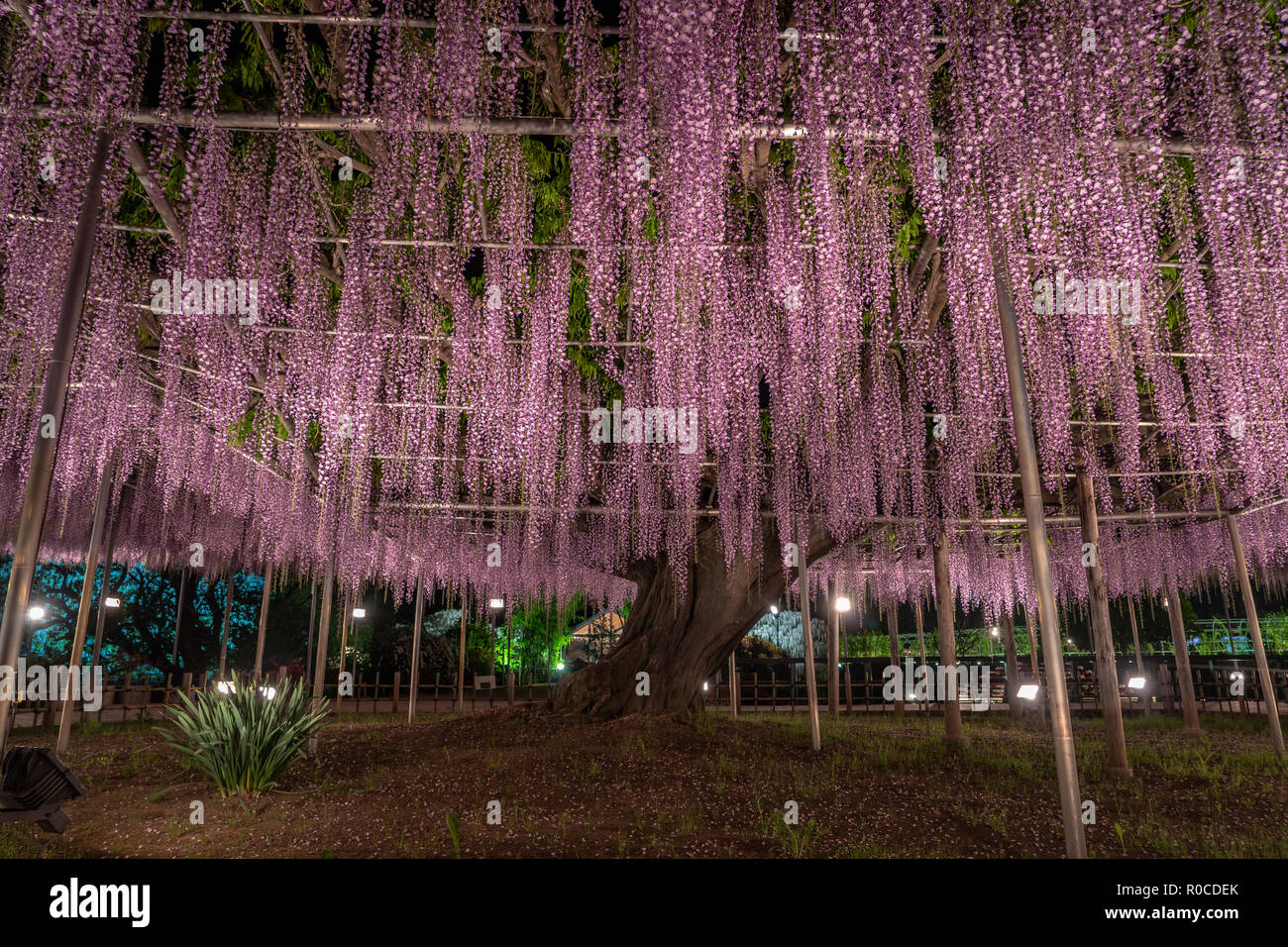 Wisteria bloom hires stock photography and images Alamy