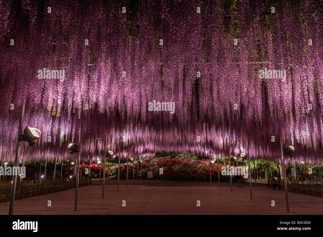 Wisteria "Fuji" flowers in bloom during spring in Japan Stock Photo Alamy