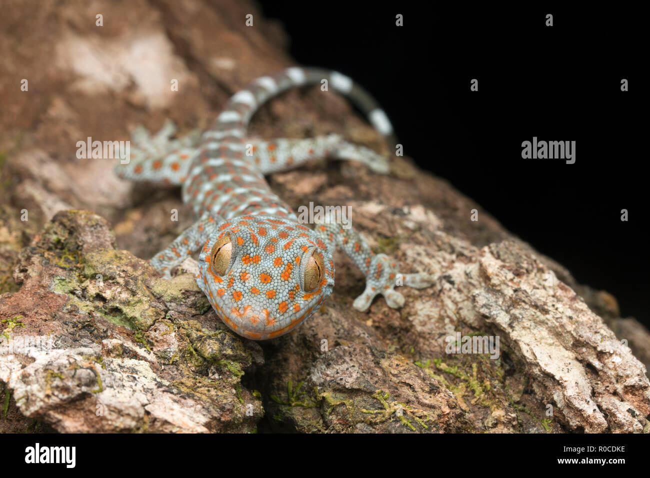 Tokay Gecko from Malaysia Stock Photo