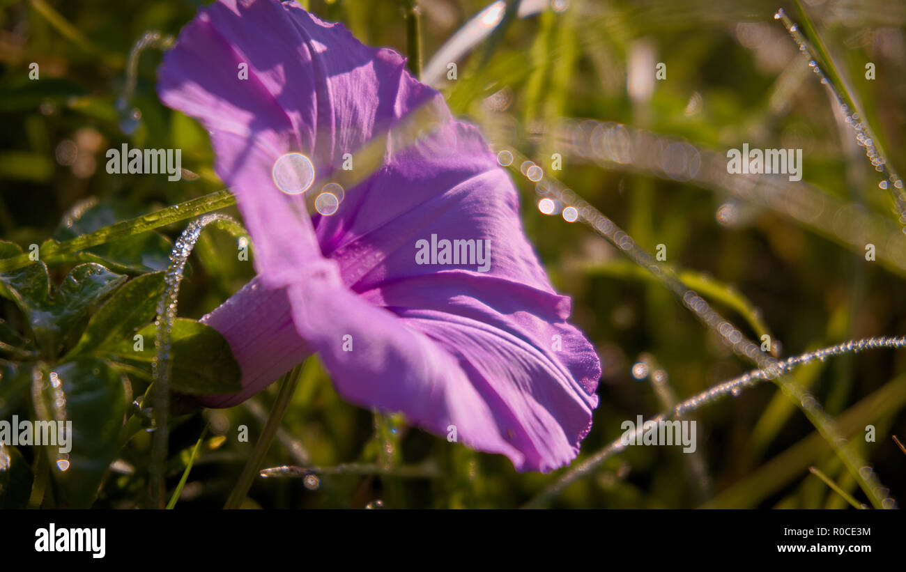 Morning glory flower in green grass background Stock Photo Alamy