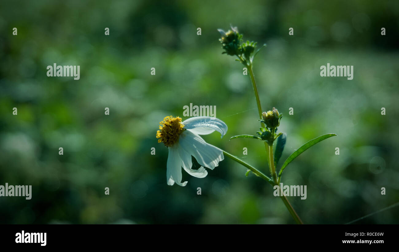 Spanish needle grass, blackjack, beggarticks, cobbler's pegs Stock