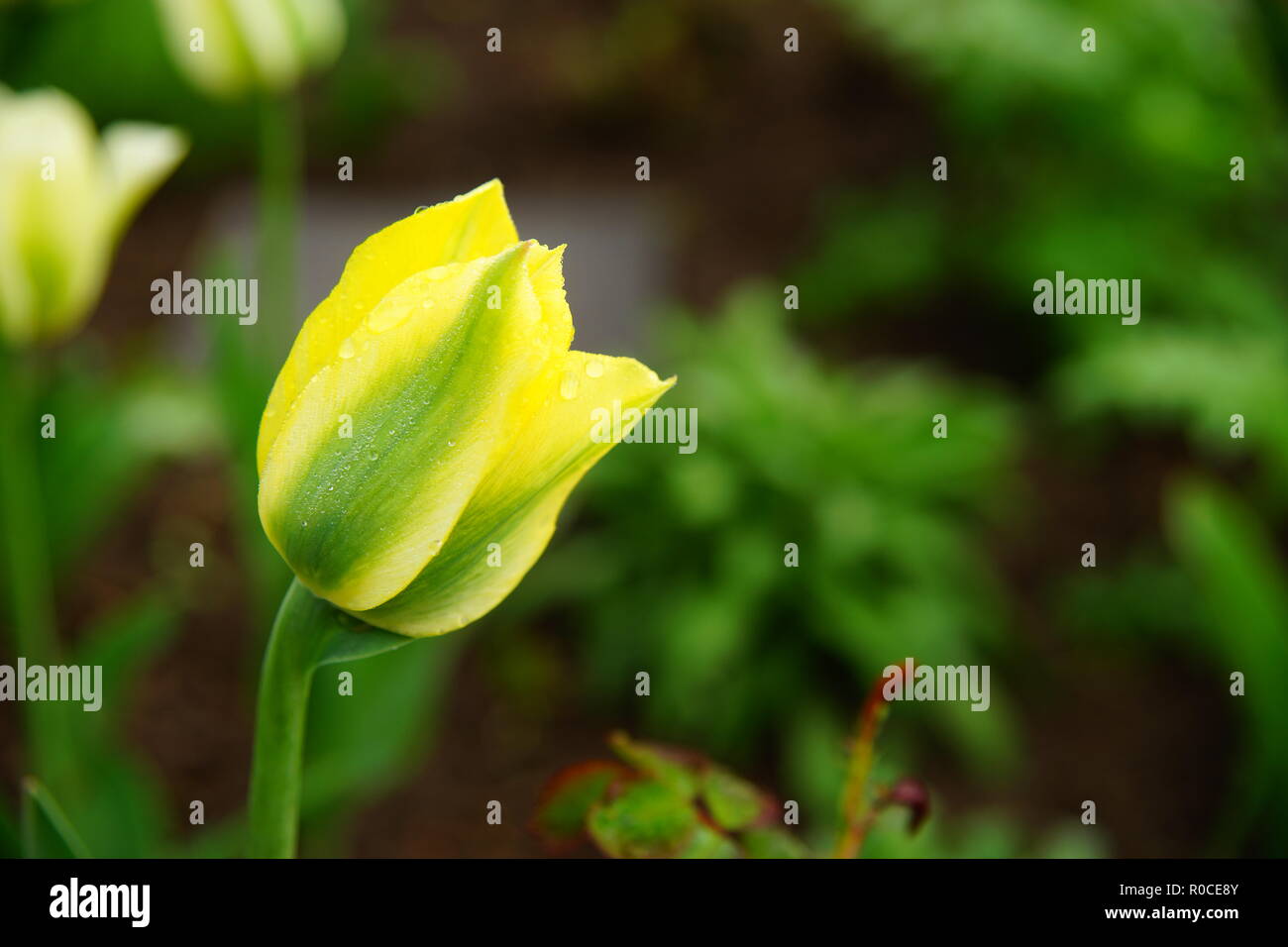 Yellow Tulipan Stock Photo