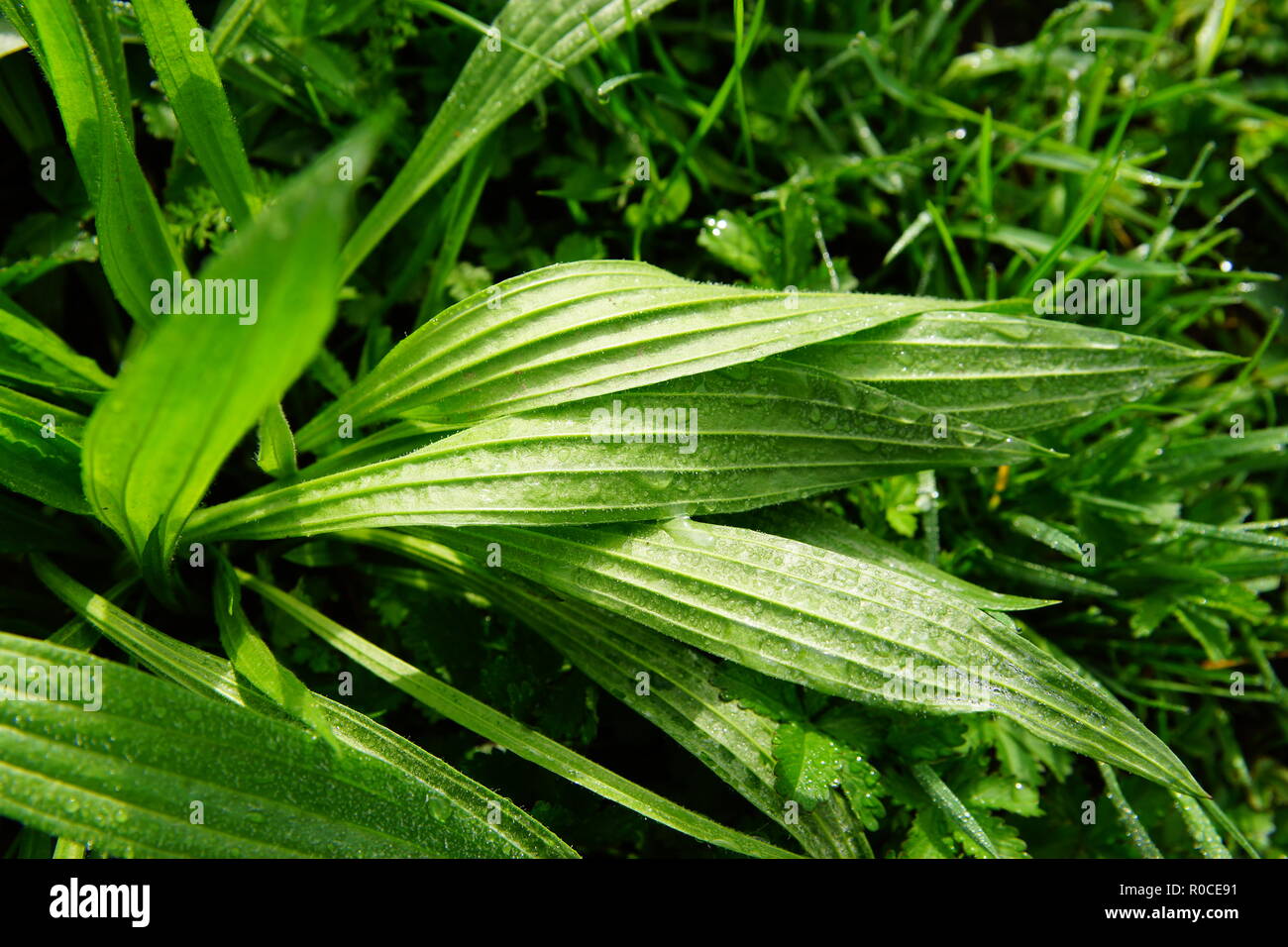 Leafes Stock Photo