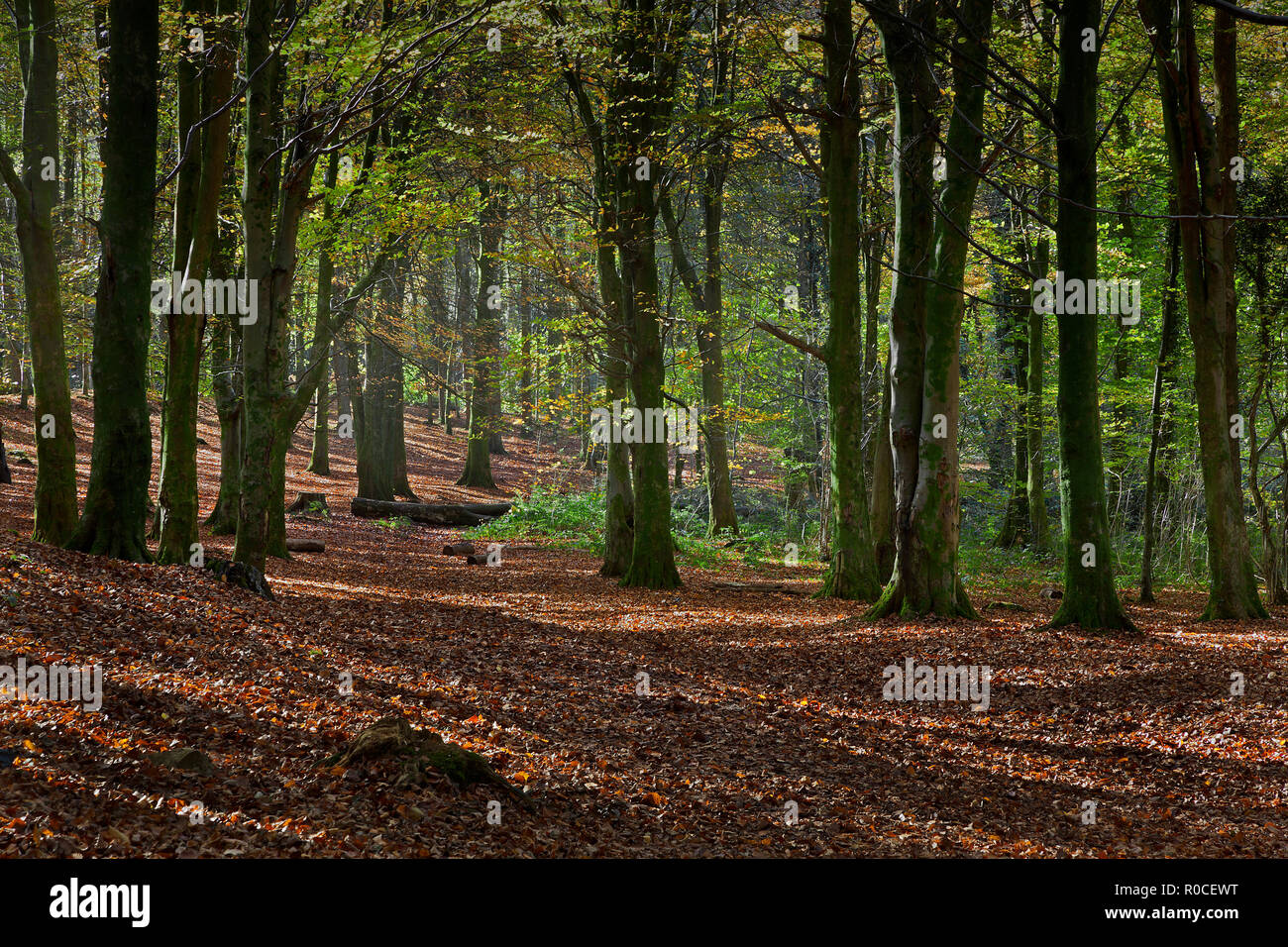 Autumn morning forest walk in beech forest with carpet of leaves and sun streaming through trees, Wales, UK Stock Photo