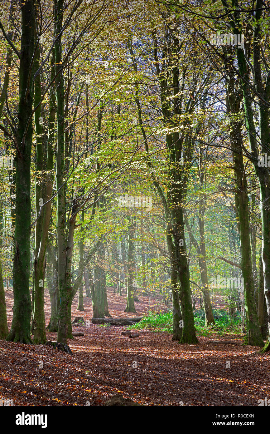 Autumn morning forest walk in beech forest with carpet of leaves and sun streaming through trees, Wales, UK Stock Photo
