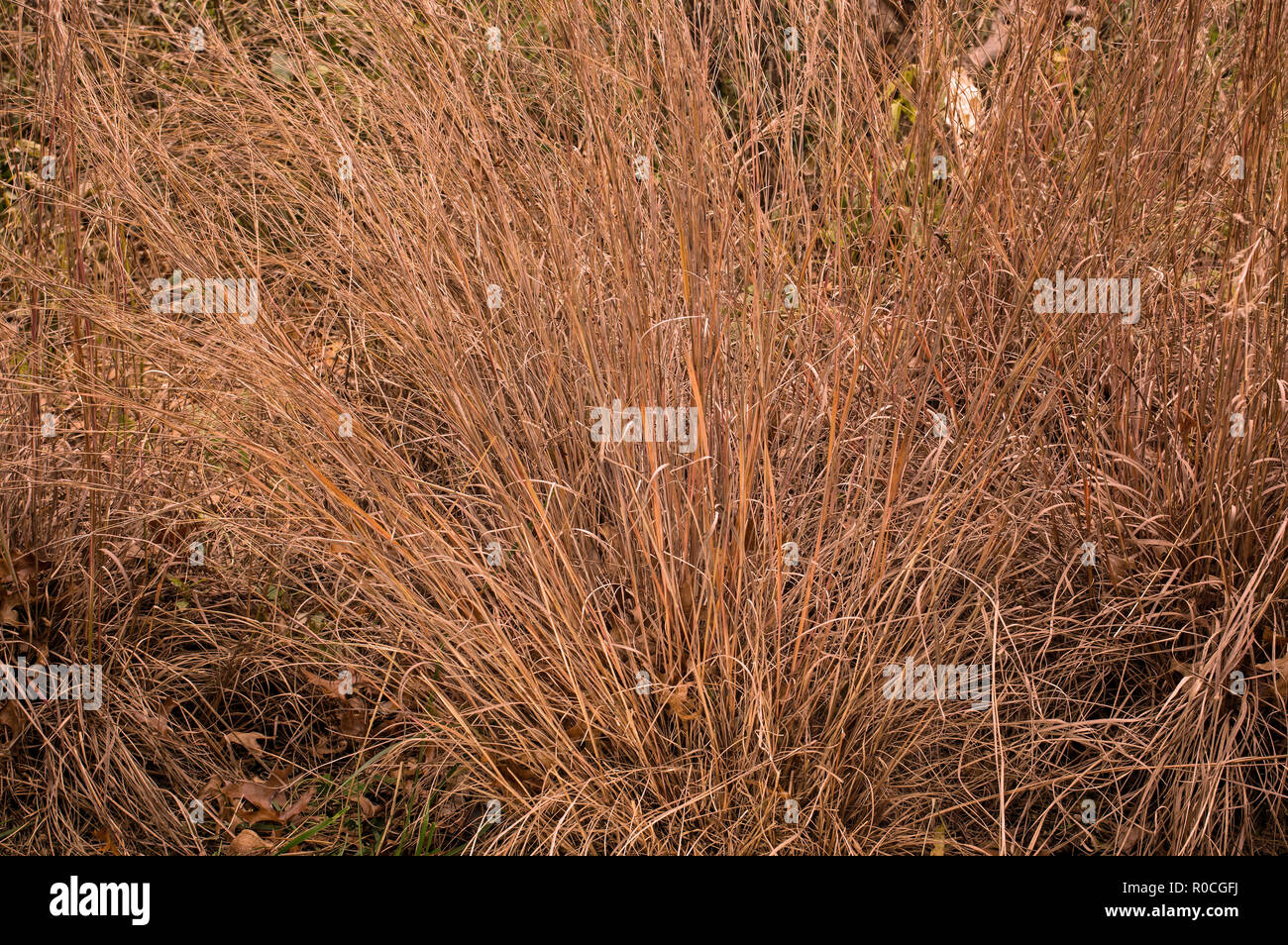 Little bluestem on a cloudy Autumn day. Also known as Schizachyrium scoparium or beard grass. Stock Photo