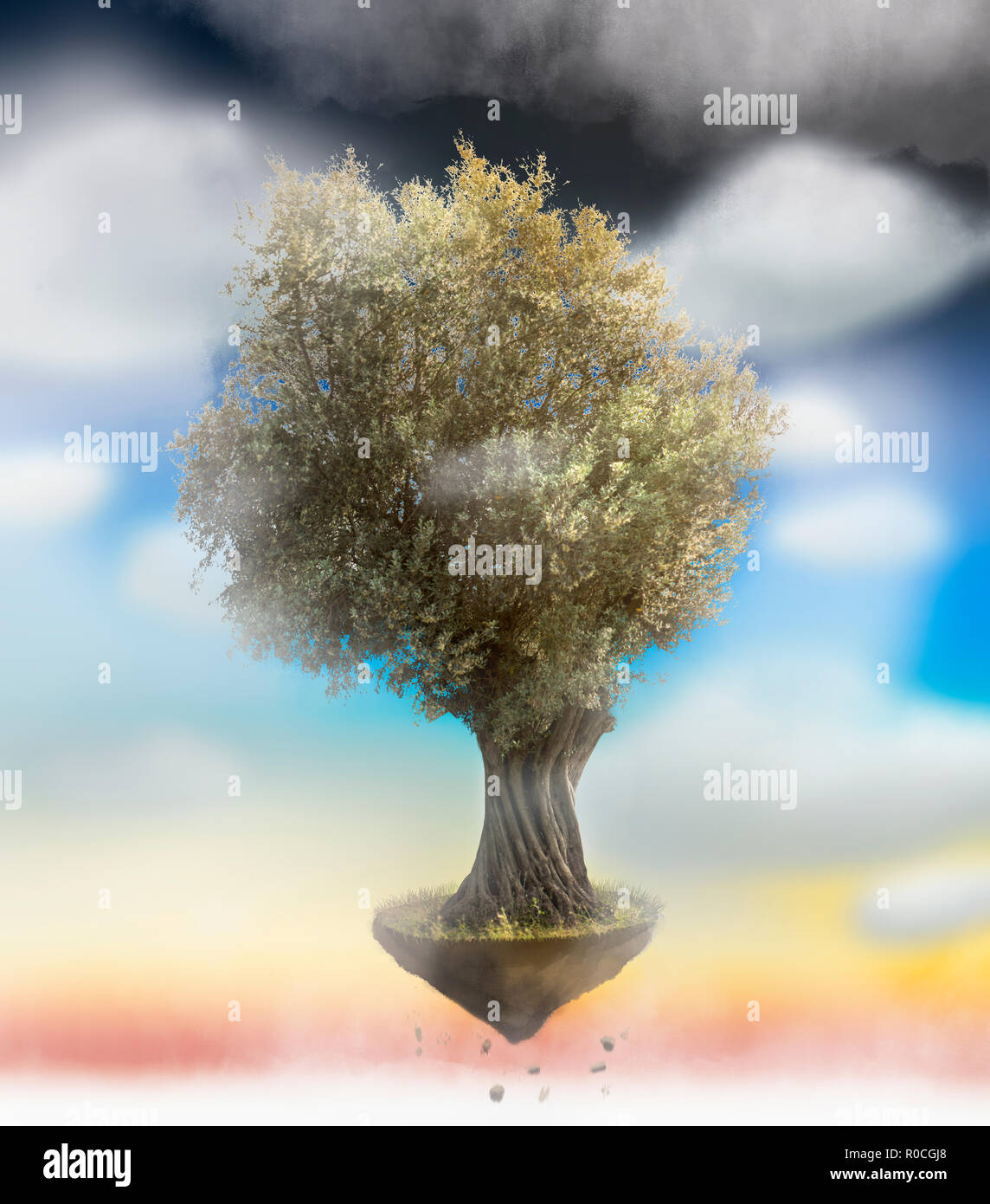 Olive tree isolated on a blue sky with clouds. Stock Photo