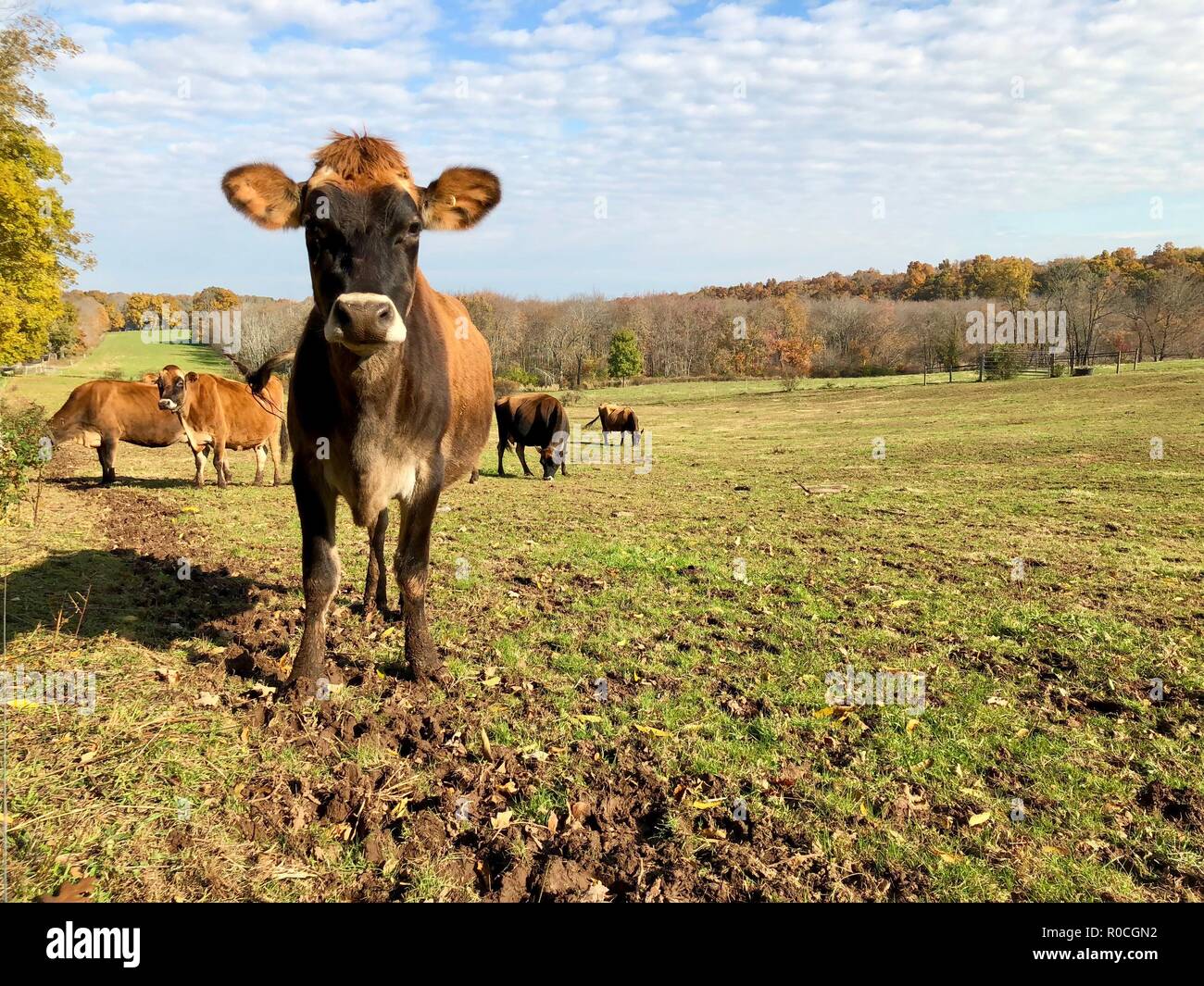 Jersey cow and herd of cows in organic pasture in New England in fall with fall foliage and blue sky Stock Photo