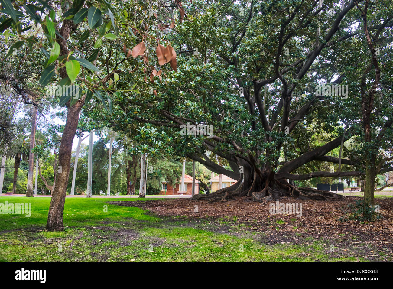 Monstrous tree roots dwarf houses in background at Kings Park Perth Stock Photo
