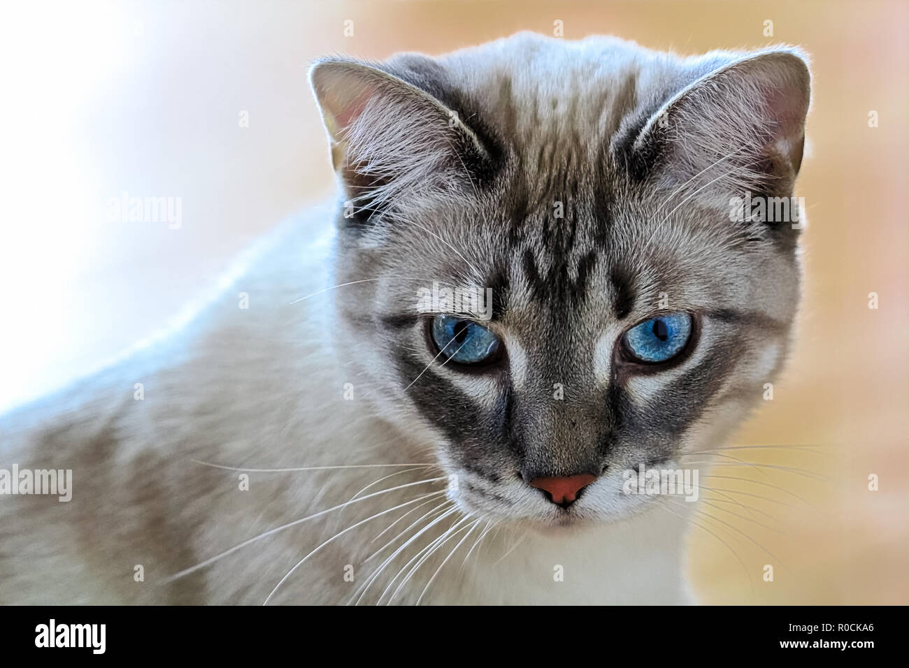 A common housecat with vibrant blue eyes with a peach background Stock Photo