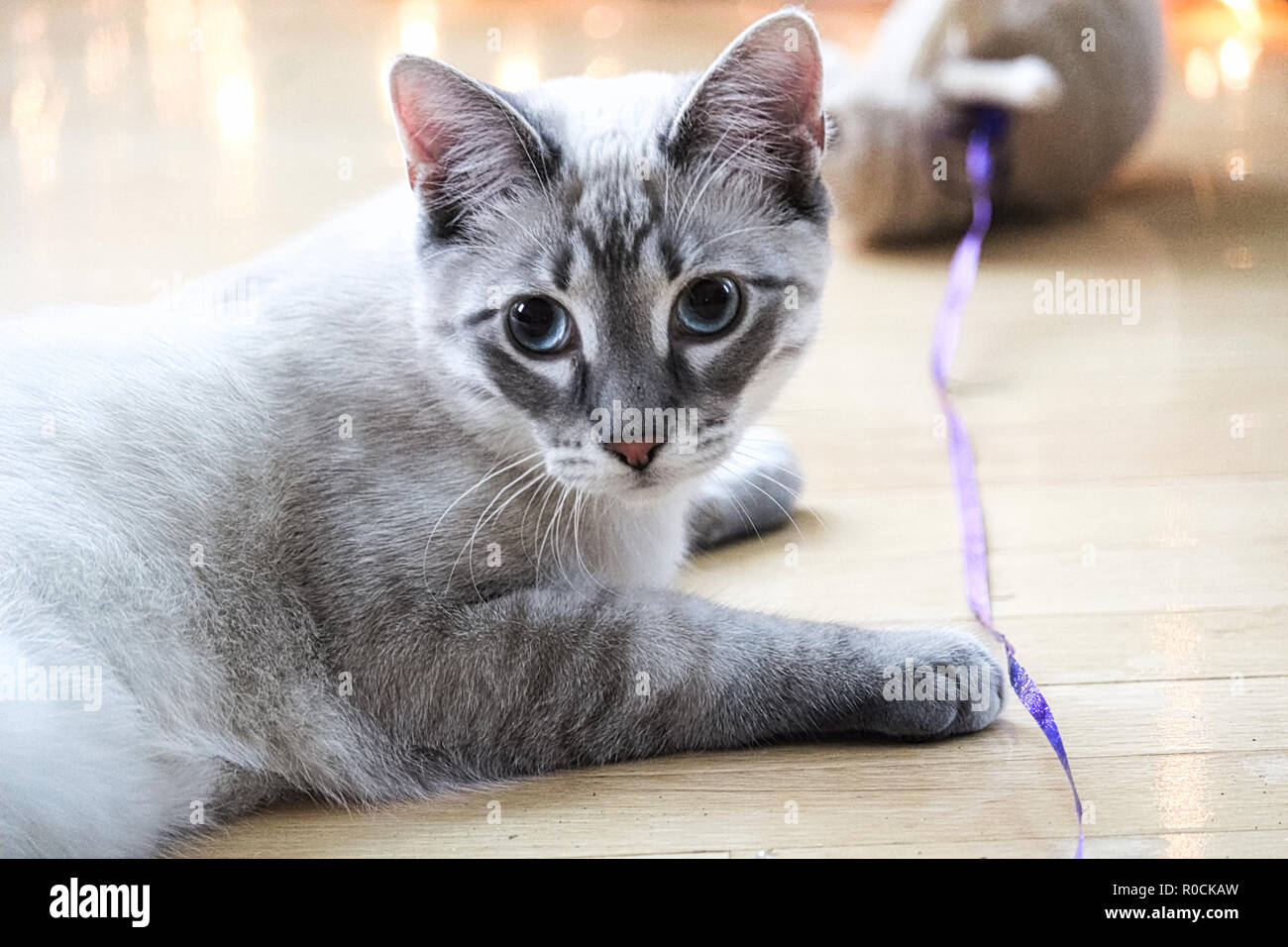 A tabby cat plays with a toy on a string Stock Photo