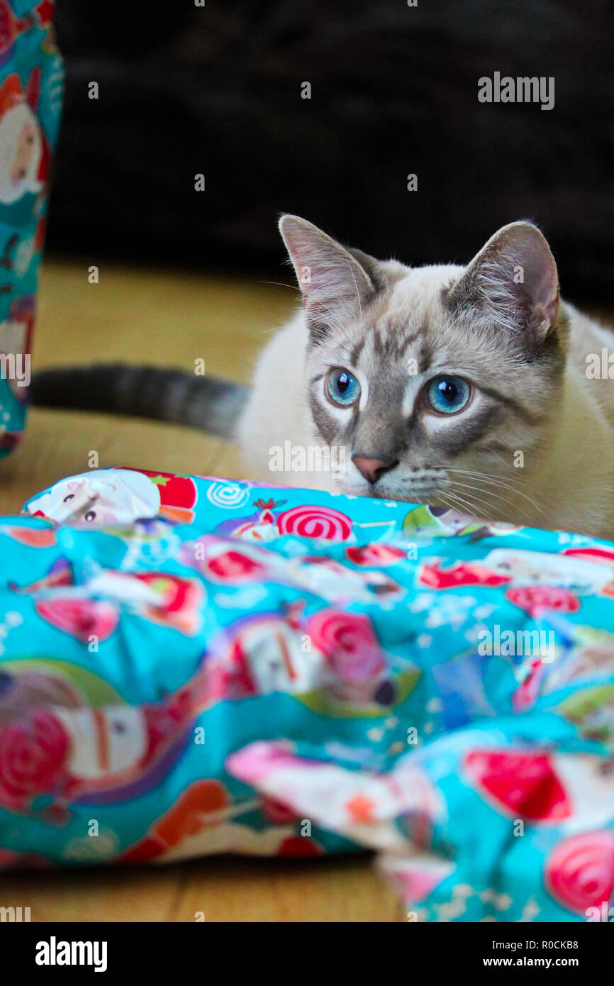 A cats' vibrant blue eyes match christmas wrapping paper Stock Photo