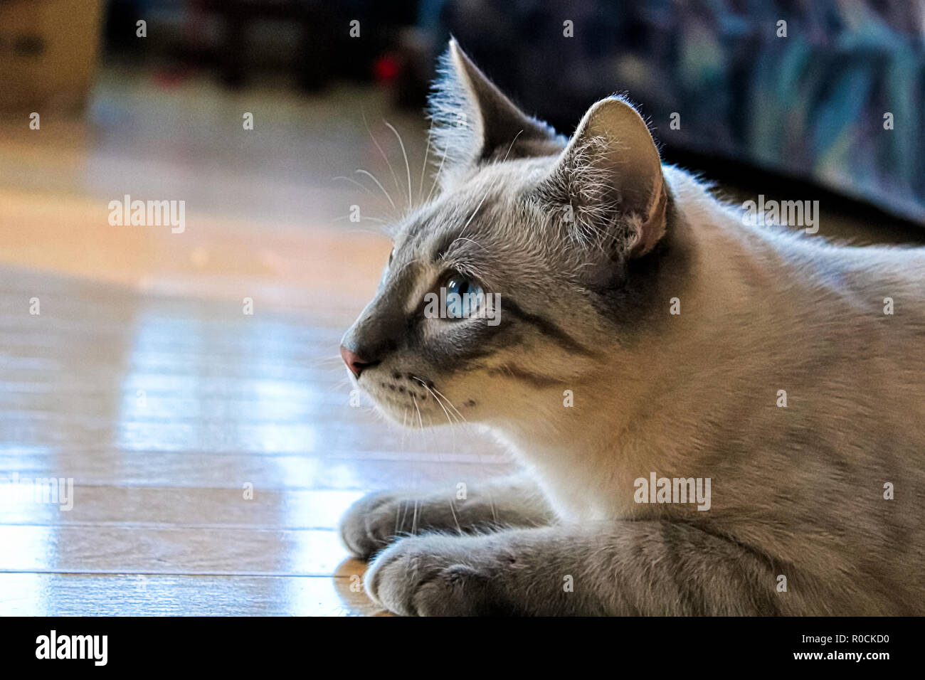 A side portrait of a tabby cat with blue eyes Stock Photo - Alamy