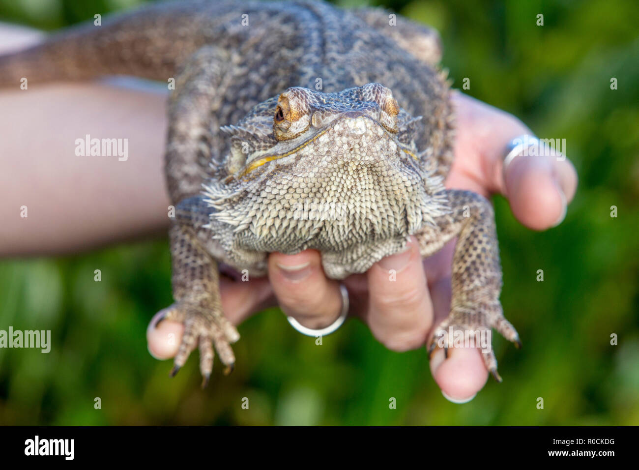 Bearded Dragon in owners hands Stock Photo