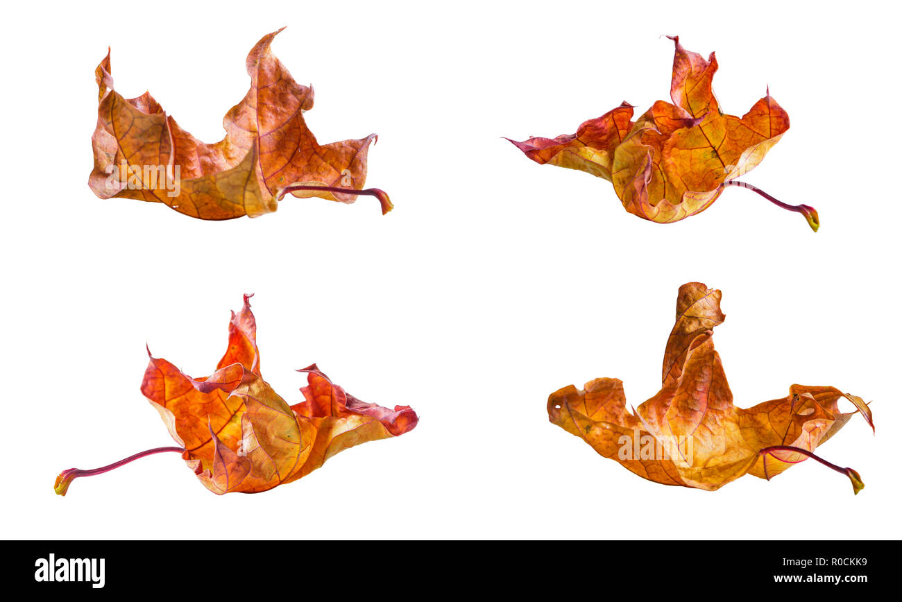 Maple autumn colorful leaves isolated on white background Stock Photo ...