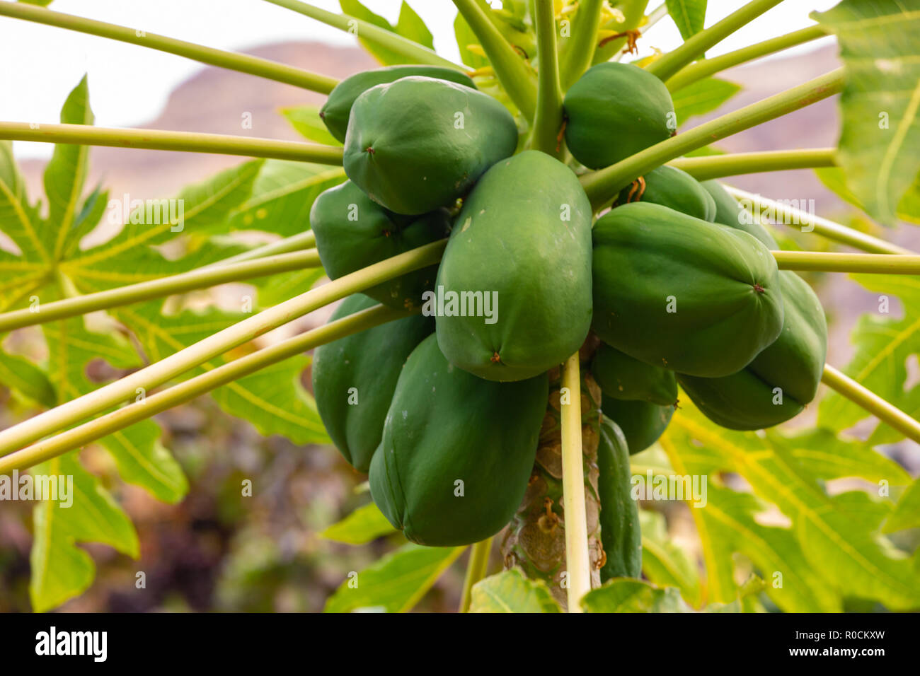 Fresh Green Papayas Growing On Tree At Plantation Stock Photo Alamy