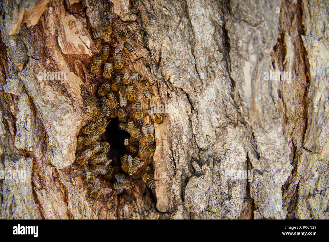 Bees collect honey in a wild beehive in the hollow of a tree Stock ...