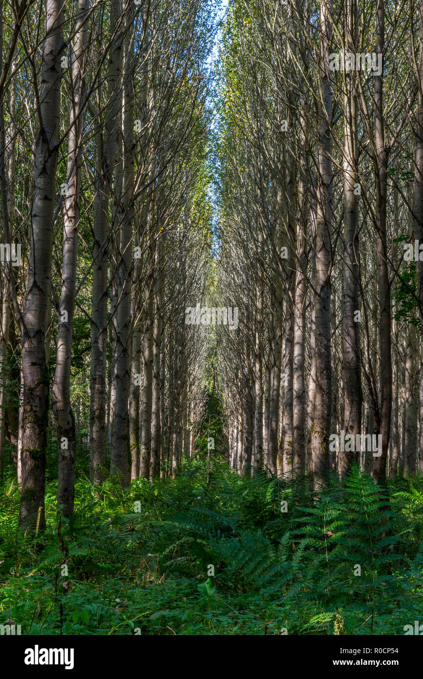Lines of Poplar trees near Maxton, Scottish Borders Stock Photo Alamy