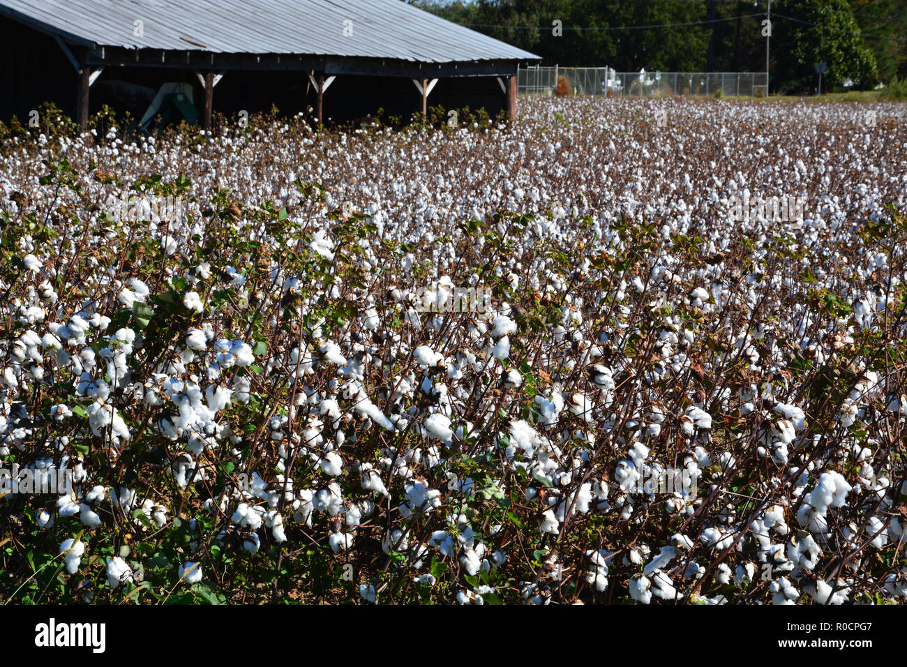 Cotton Field In North Carolina High Resolution Stock Photography and