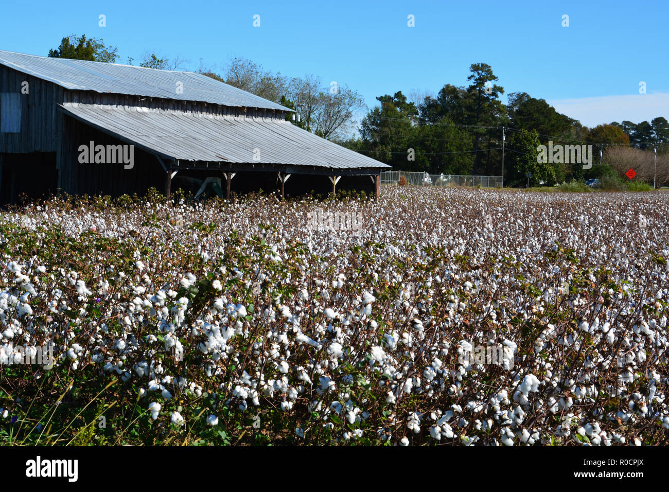 A cotton field is ready for harvest along highway 64 in Martin County North Carolina. Stock Photo