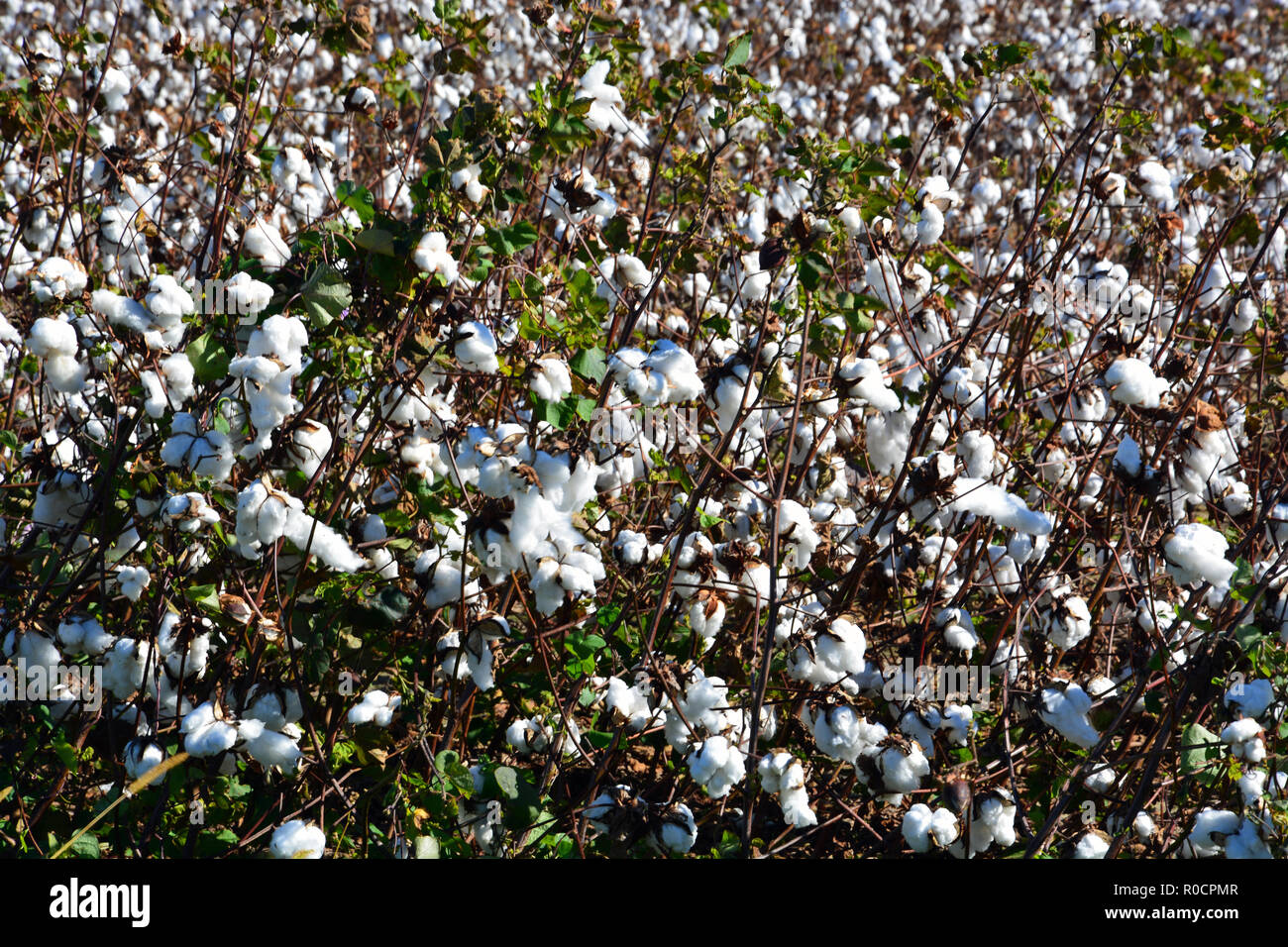 A cotton field is ready for harvest along highway 64 in Martin County North Carolina. Stock Photo
