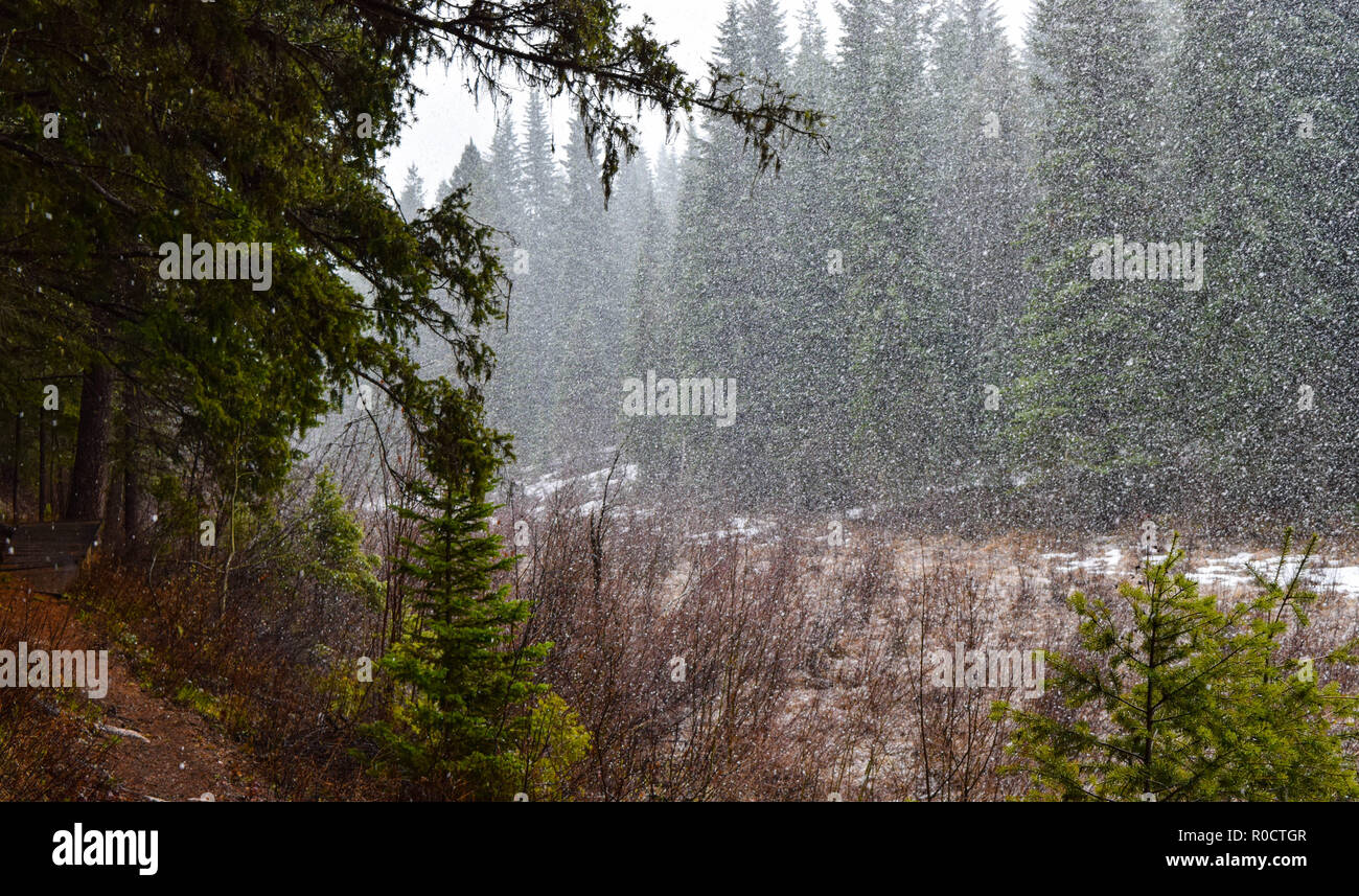 breath taking scenes in the Alberta wild Stock Photo
