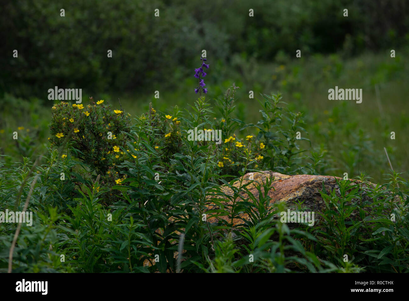 breath taking scenes in the Alberta wild Stock Photo