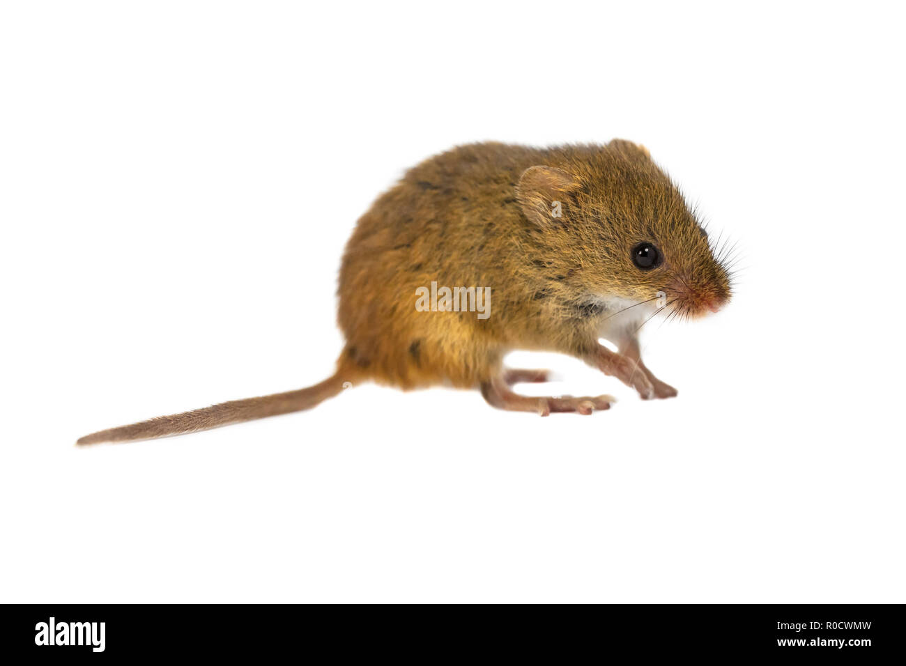 Harvest Mouse, Micromys minutus, walking on white background, studio shot Stock Photo