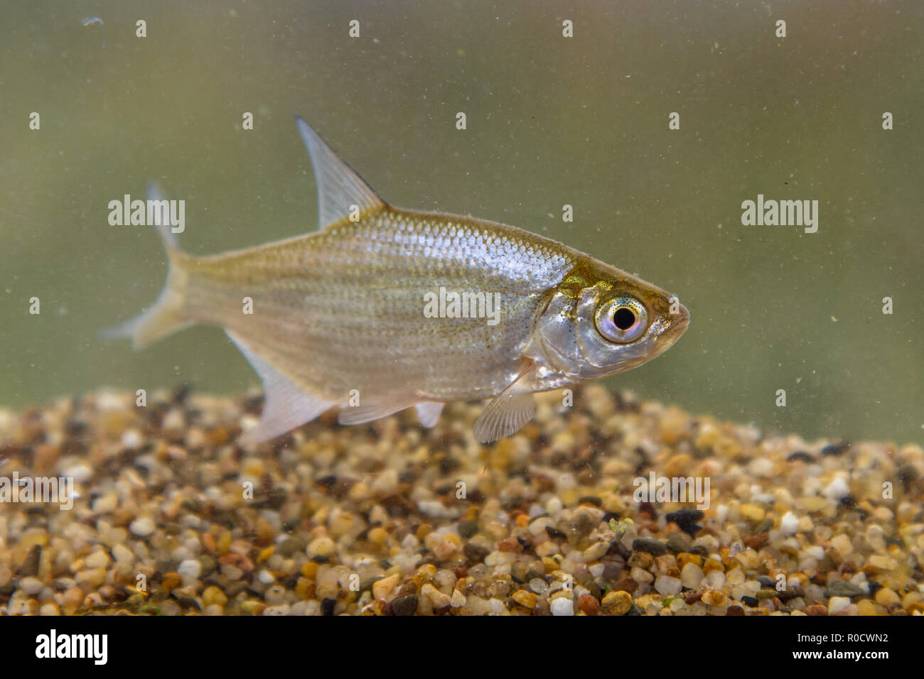 Small Silver Bream (Blicca bjoerkna) are very similar in overall appearance to the immature Common, or Bronze Bream (Abramis brama) Stock Photo