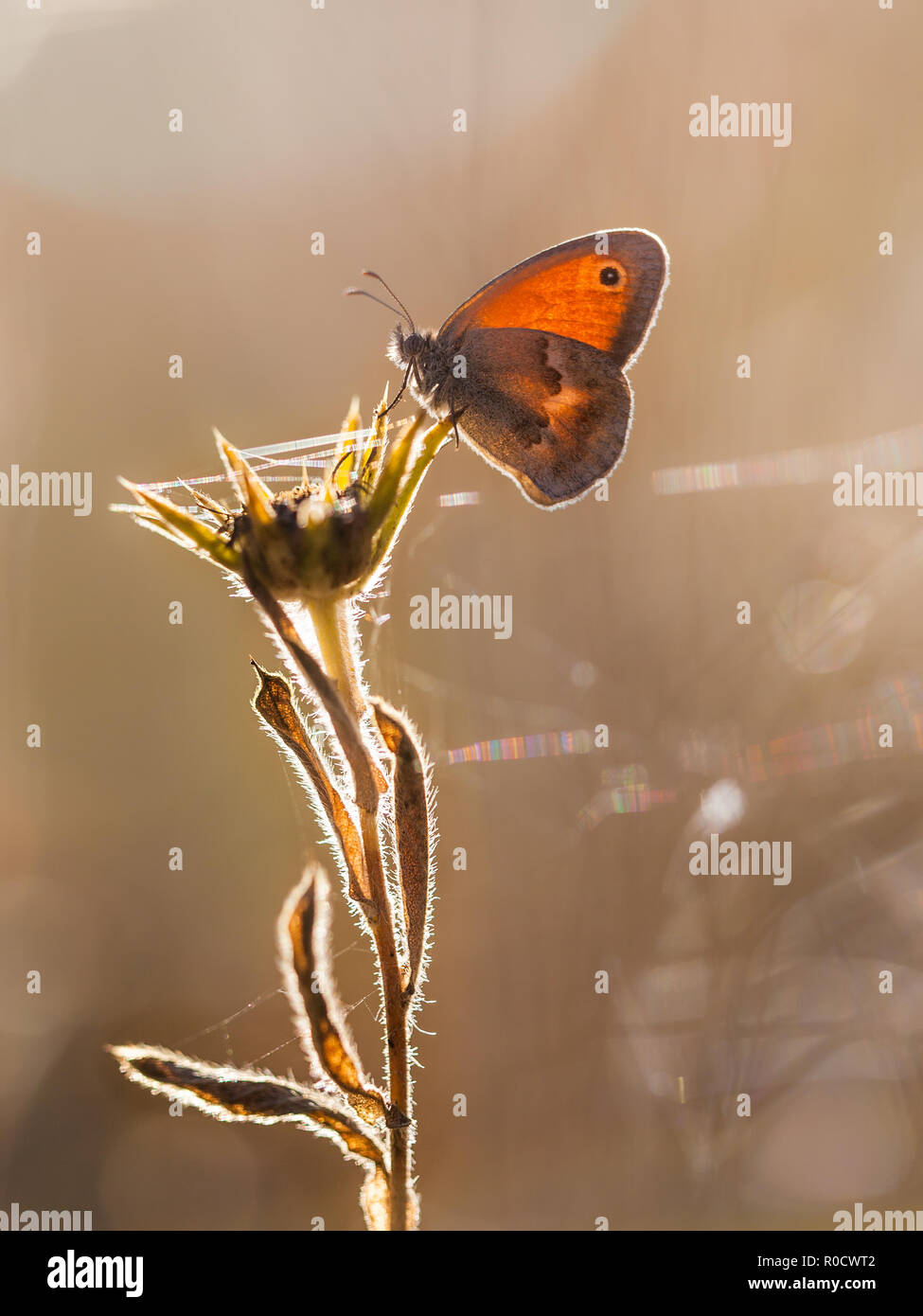 Small Heath Coenonympha pamphilus is a butterfly species belonging to the family Nymphalidae Stock Photo
