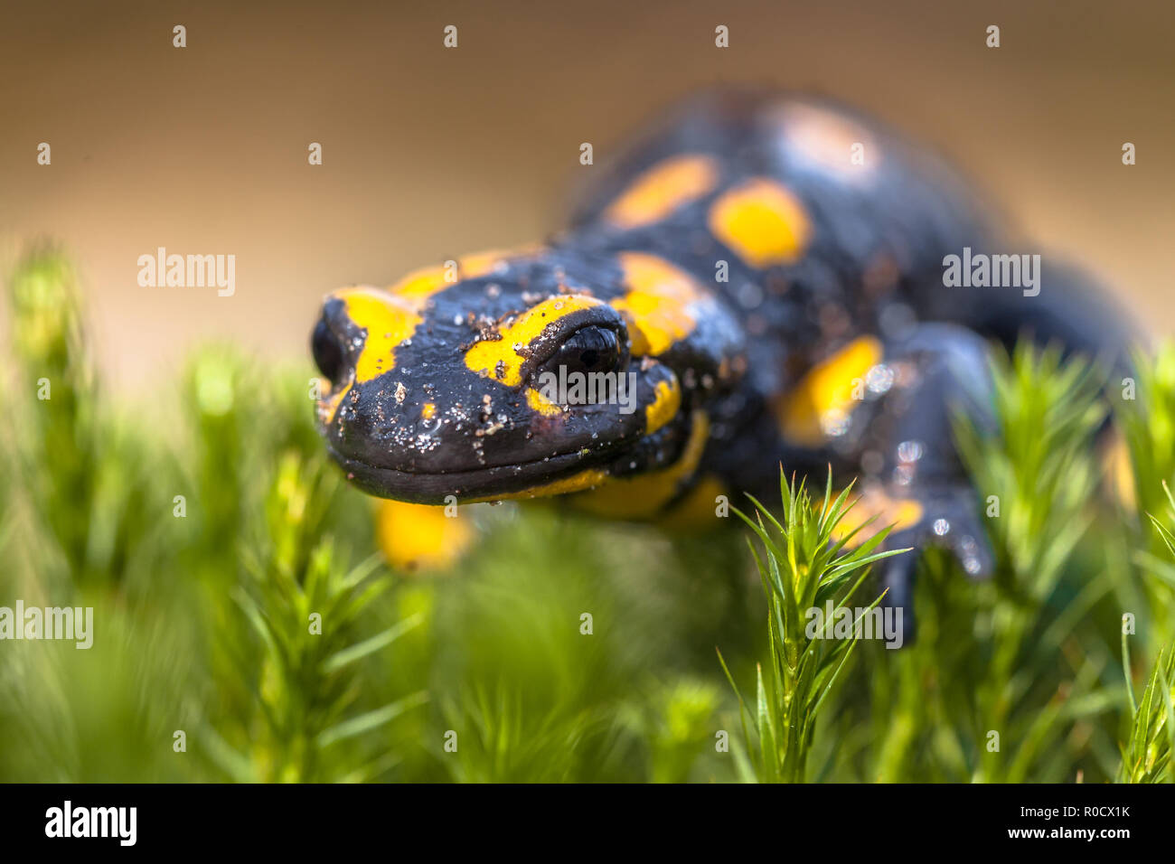 Fire salamanders (Salamandre salamandre) live in central European deciduous forests and are declining in numbers Stock Photo