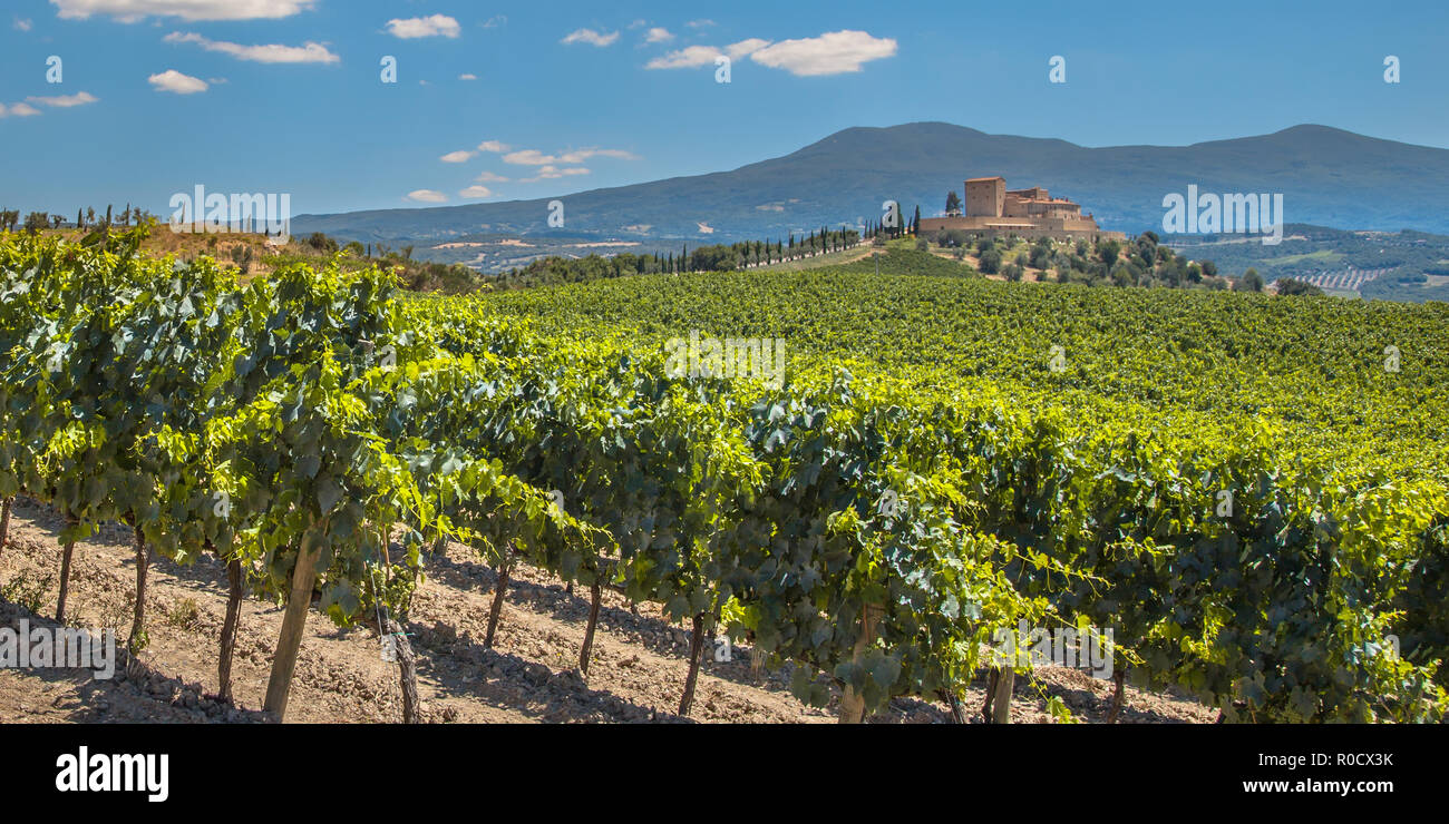 Castle Overseeing Vineyards with  Rows of grapes from a Hill on a Clear Summer Day Stock Photo