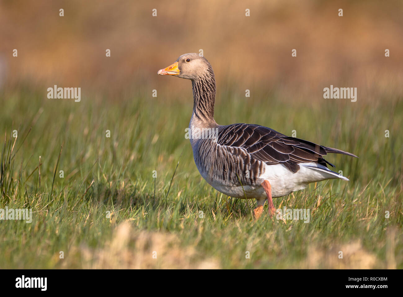 Numbers of greylag goose have grown to problematic numbers in recent years in the Netherlands. Pest control options are being discussed. Stock Photo