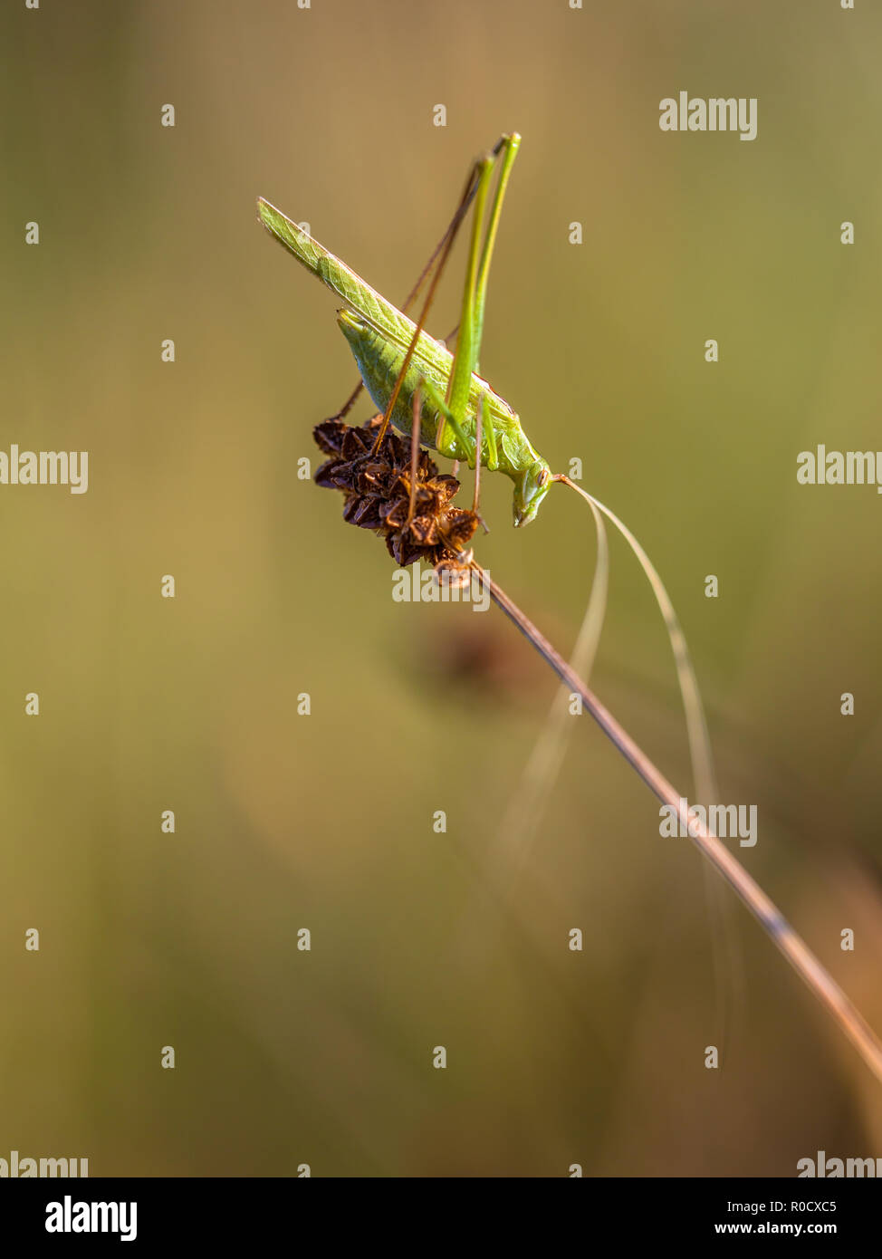 Katydids A Hi-res Stock Photography And Images Alamy, 51% OFF