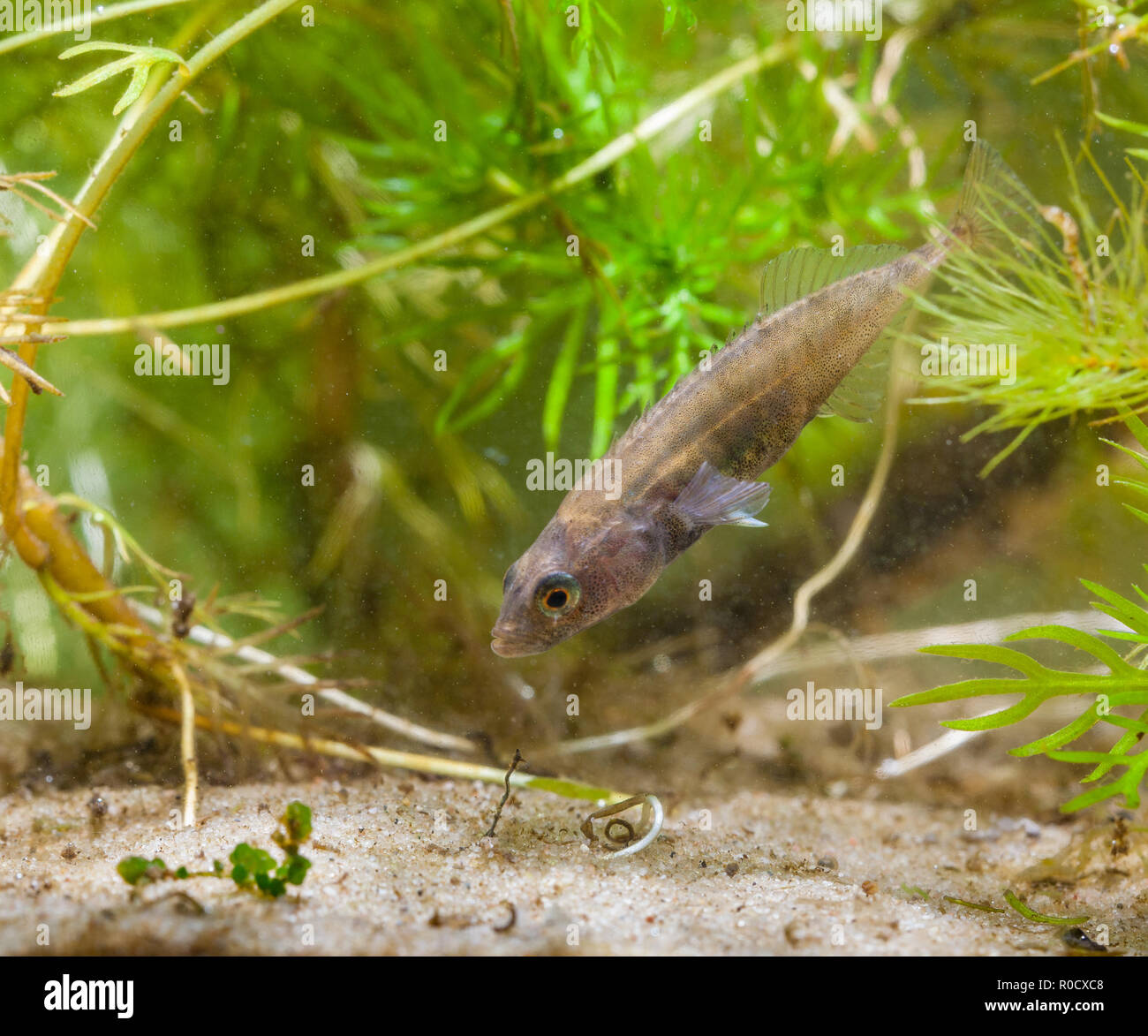 Ninespine Stickleback Freshwater Fish (Pungitius pungitius) in Natural Habitat Stock Photo