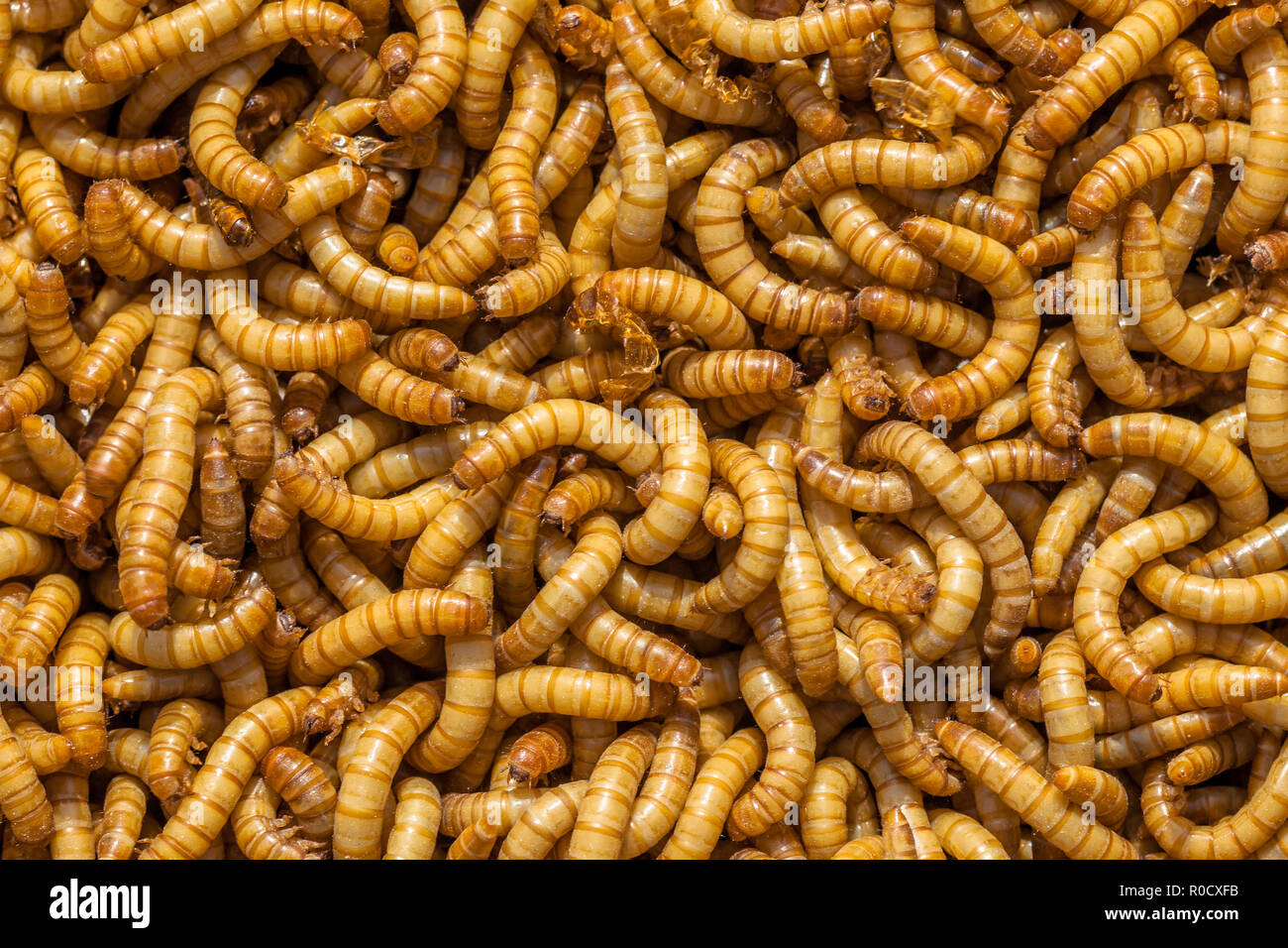 Background of many living Mealworm larvae suitable as Food Stock Photo