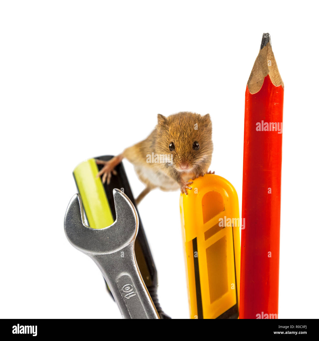 Harvest Mouse (Micromys minutus) climbing on repair tools, studio shot, as a concept for delayed project job Stock Photo