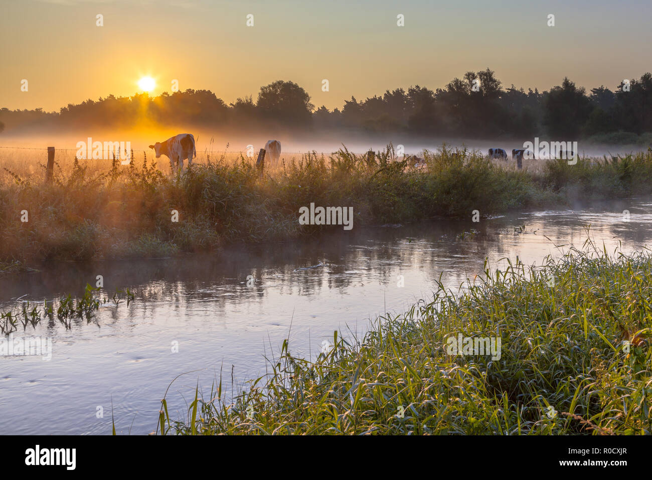 River the Dinkel in Twente on an early summer morning with haze over the countryside with cows in the Netherlands Stock Photo