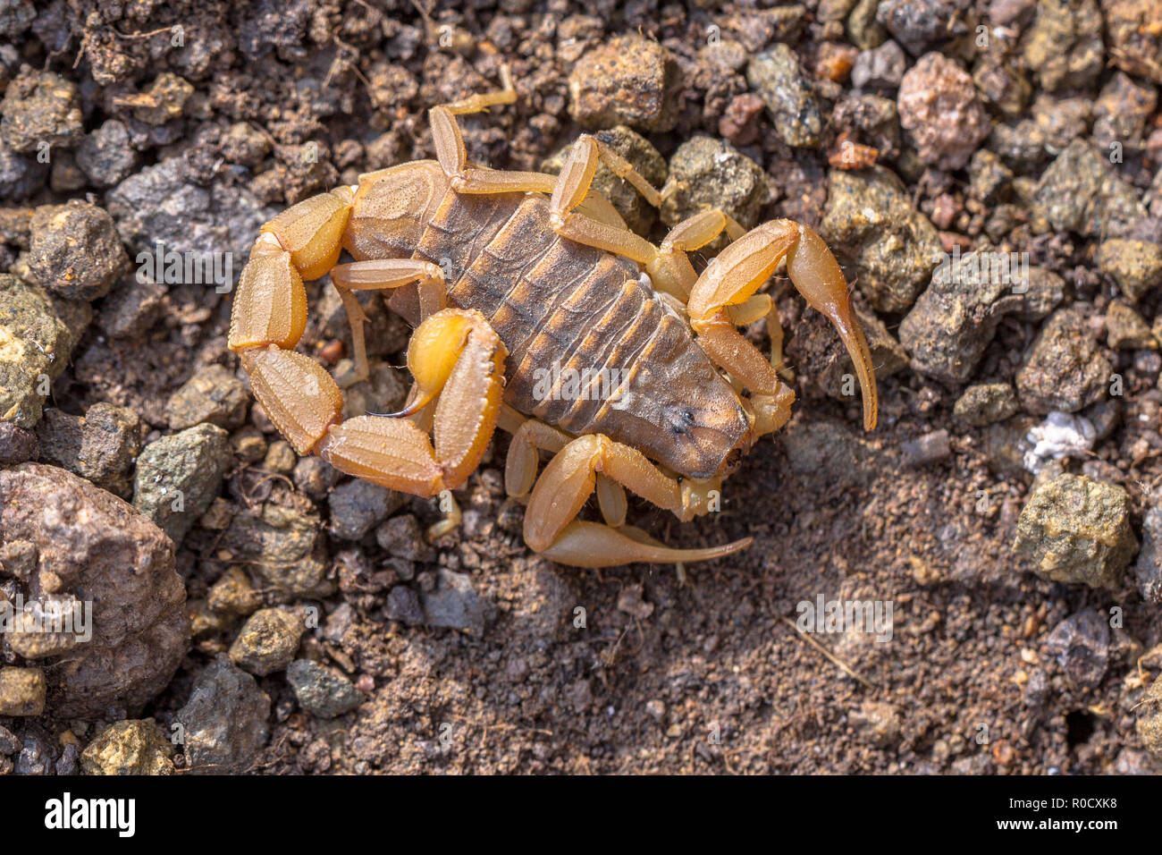 Common Yellow Scorpion (Buthus occitanus) on  grey soil background Stock Photo