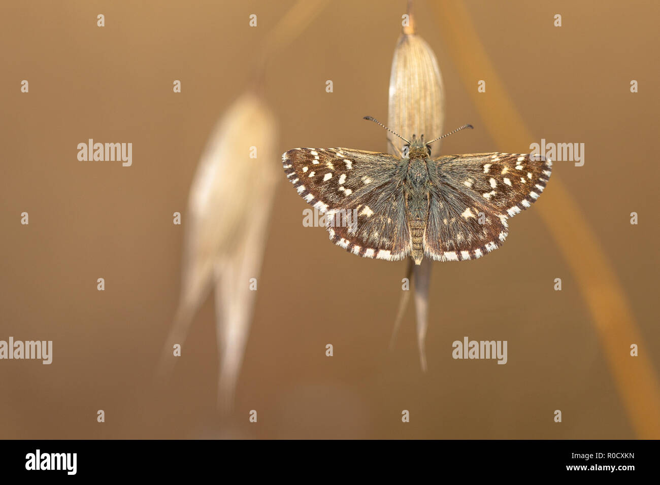Brown Butterfly with White Dots on Brown Grass with Brown Background Stock Photo