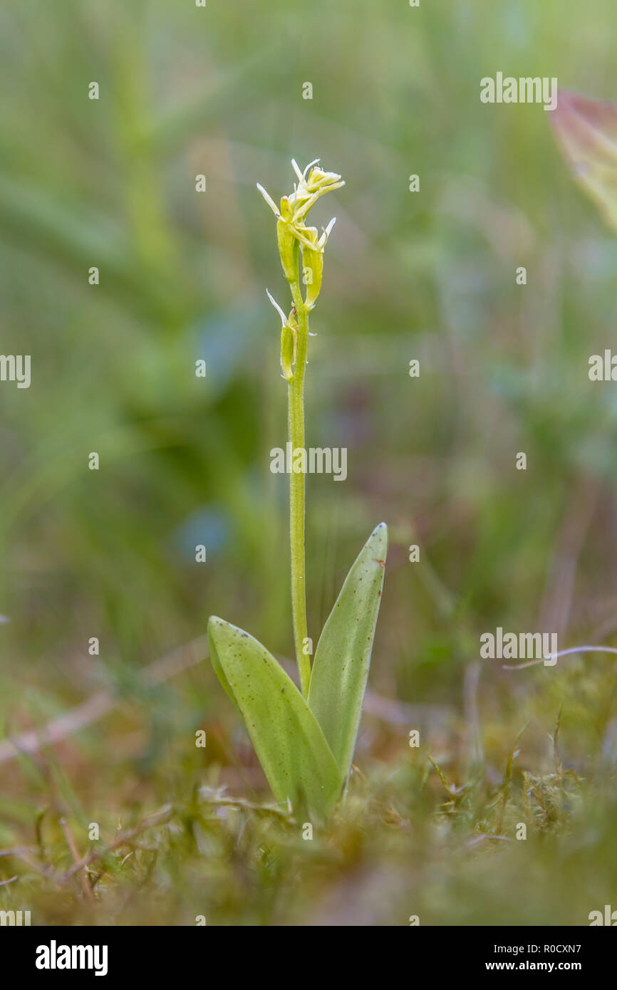 Fen orchid (Liparis loeselii) in the natural habitat of a protected nature reserve Stock Photo