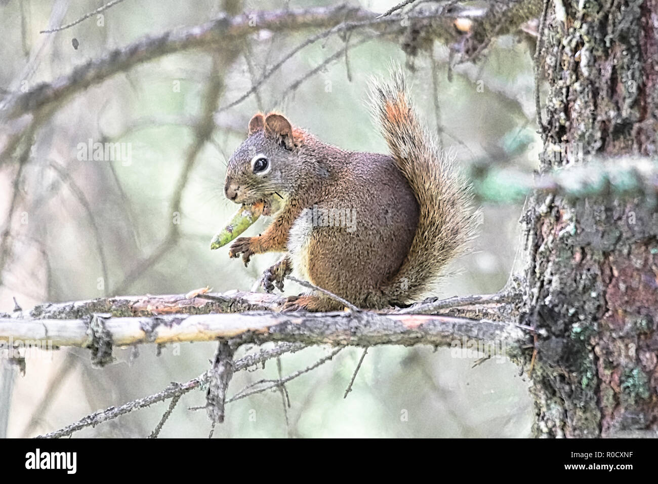 A squirrel in a spruce tree eating a pine cone Stock Photo