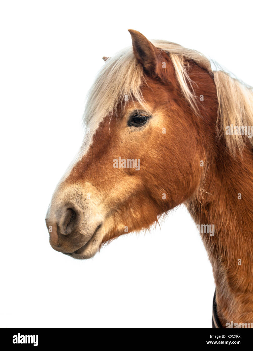 Head of a cute horse on white background. Horses and humans interact in a wide variety of sport competitions and non-competitive recreational pursuits Stock Photo