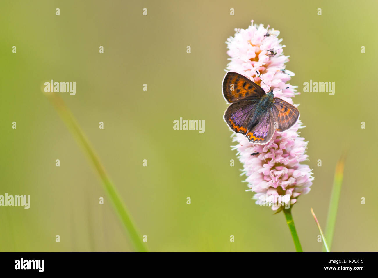 Violet Copper Butterfly (Lycaena helle) resting on snakeweed Stock Photo