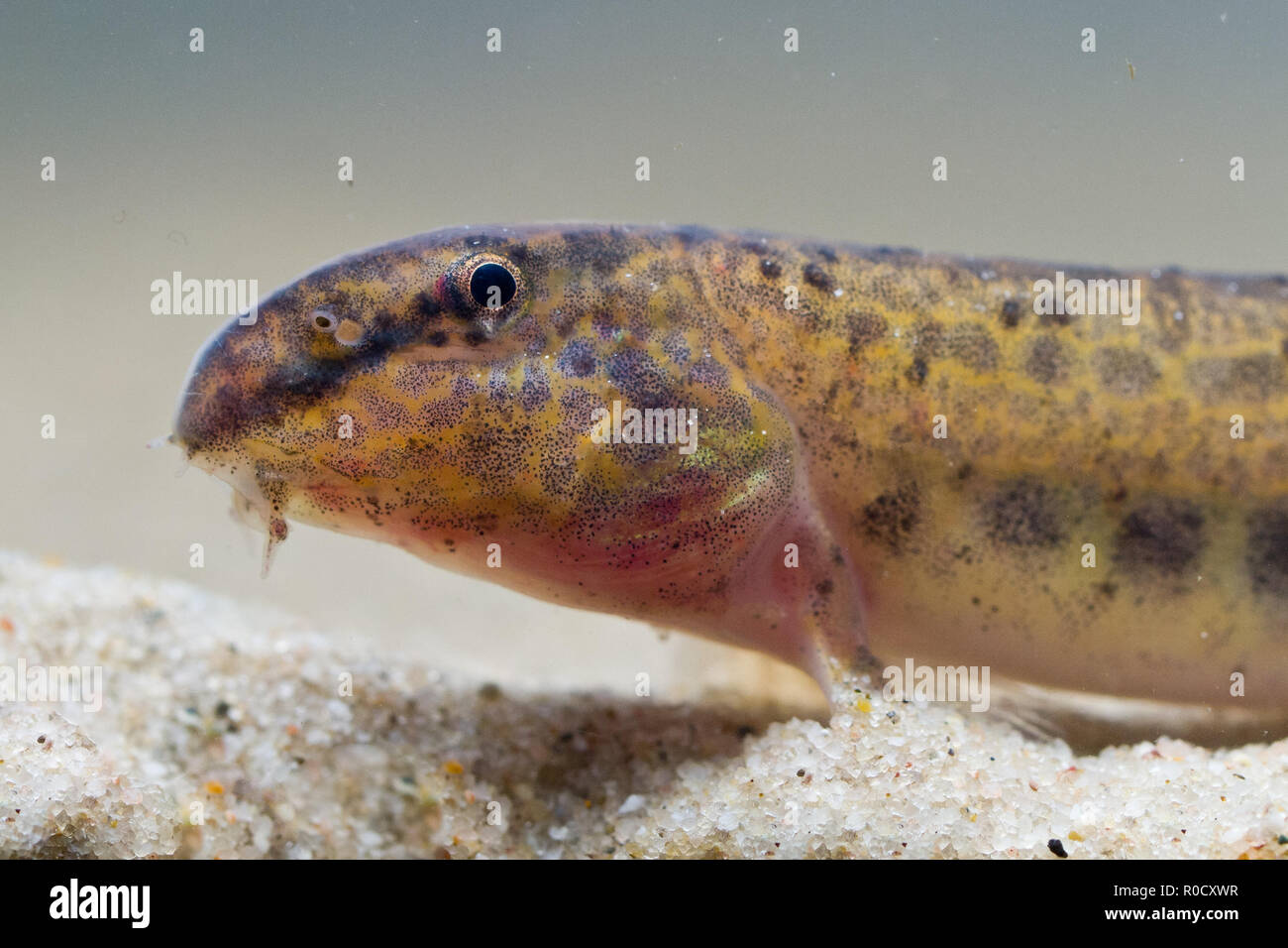 Close up of the head of spotted weather loach (Cobitis taenia) Stock Photo