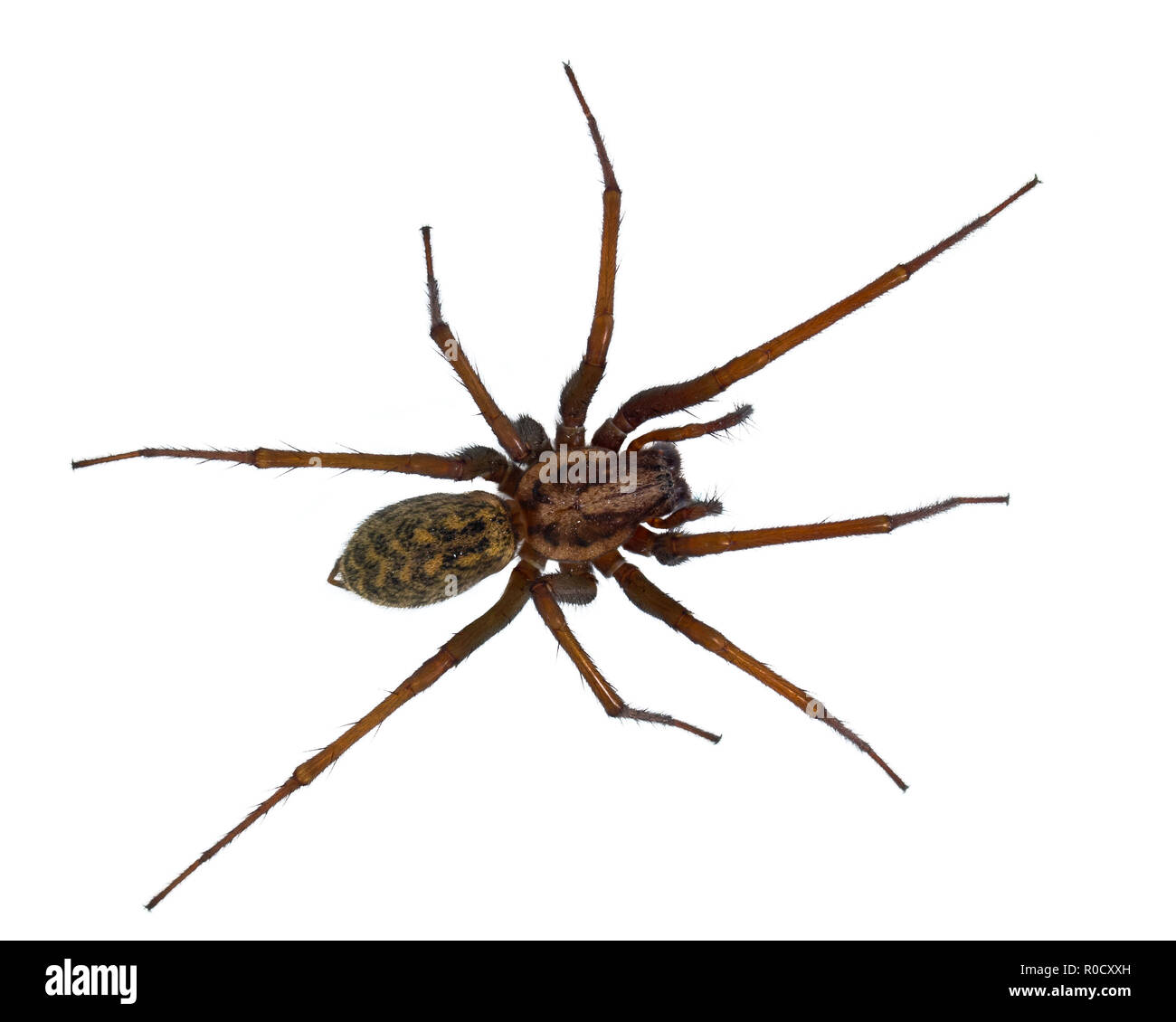 Hairy house spider (Tegenaria domesticus) on white background Stock Photo